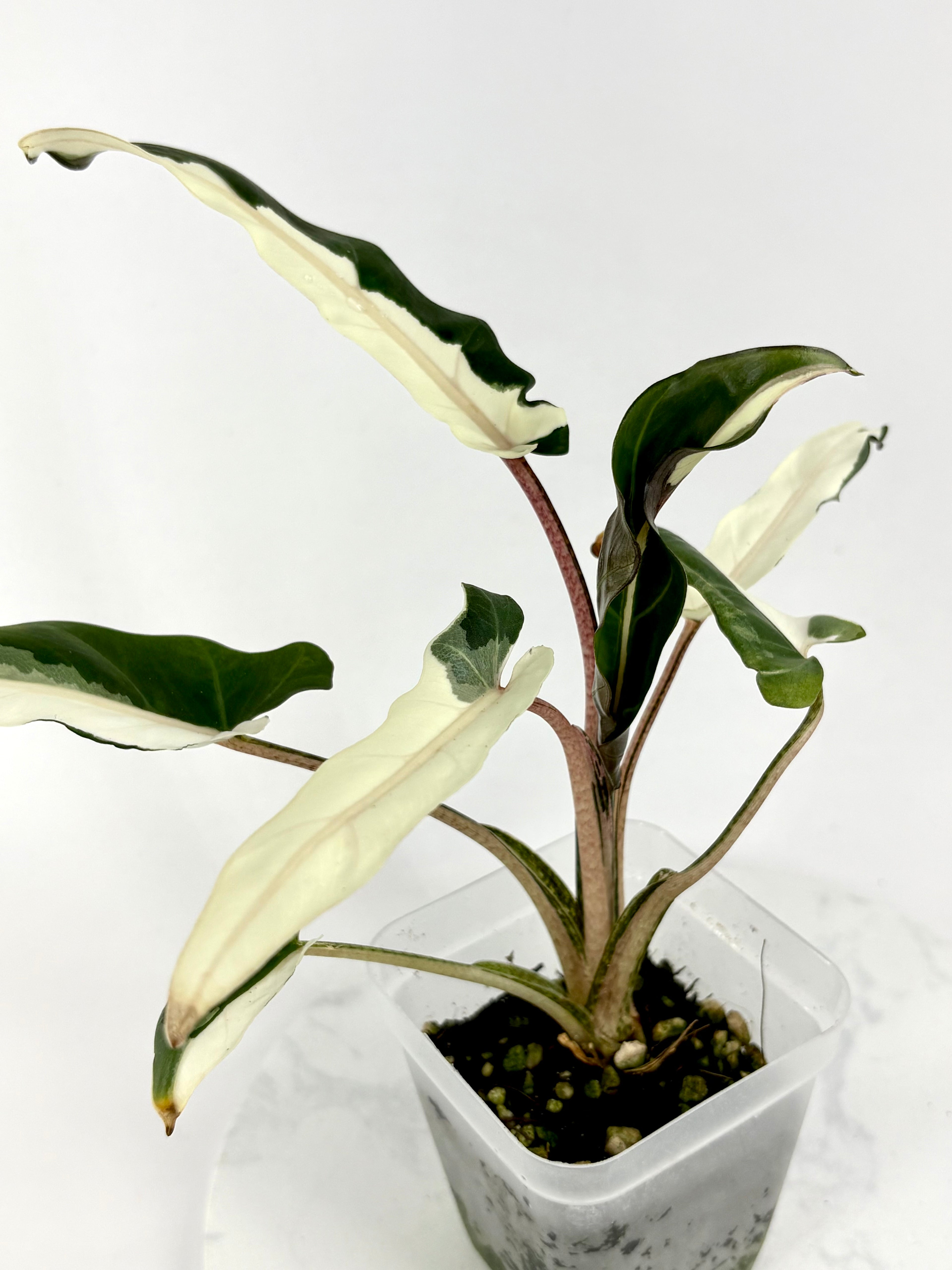 Lauterbachiana Lava Alocasia - Teen Size