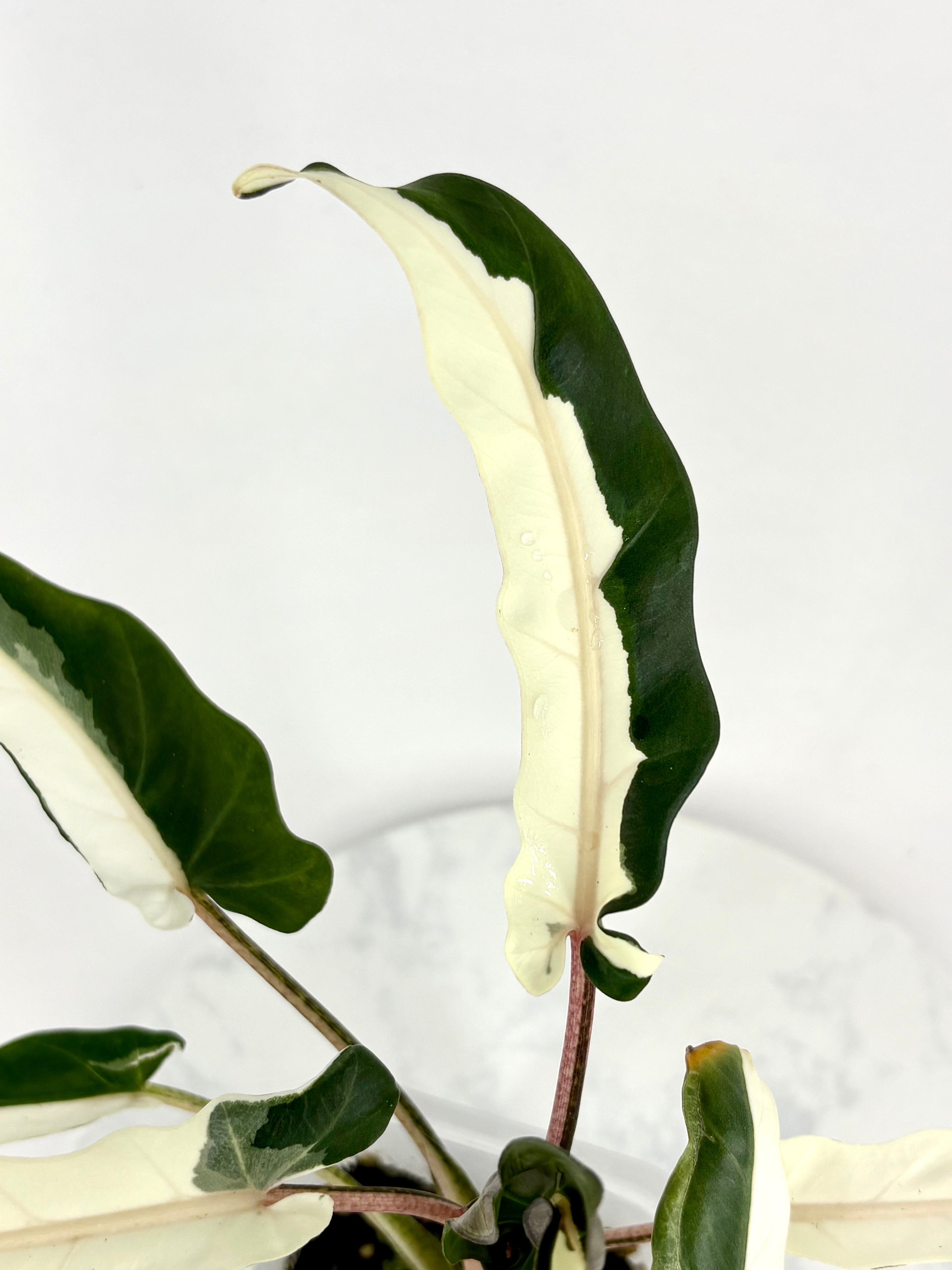 Lauterbachiana Lava Alocasia - Teen Size