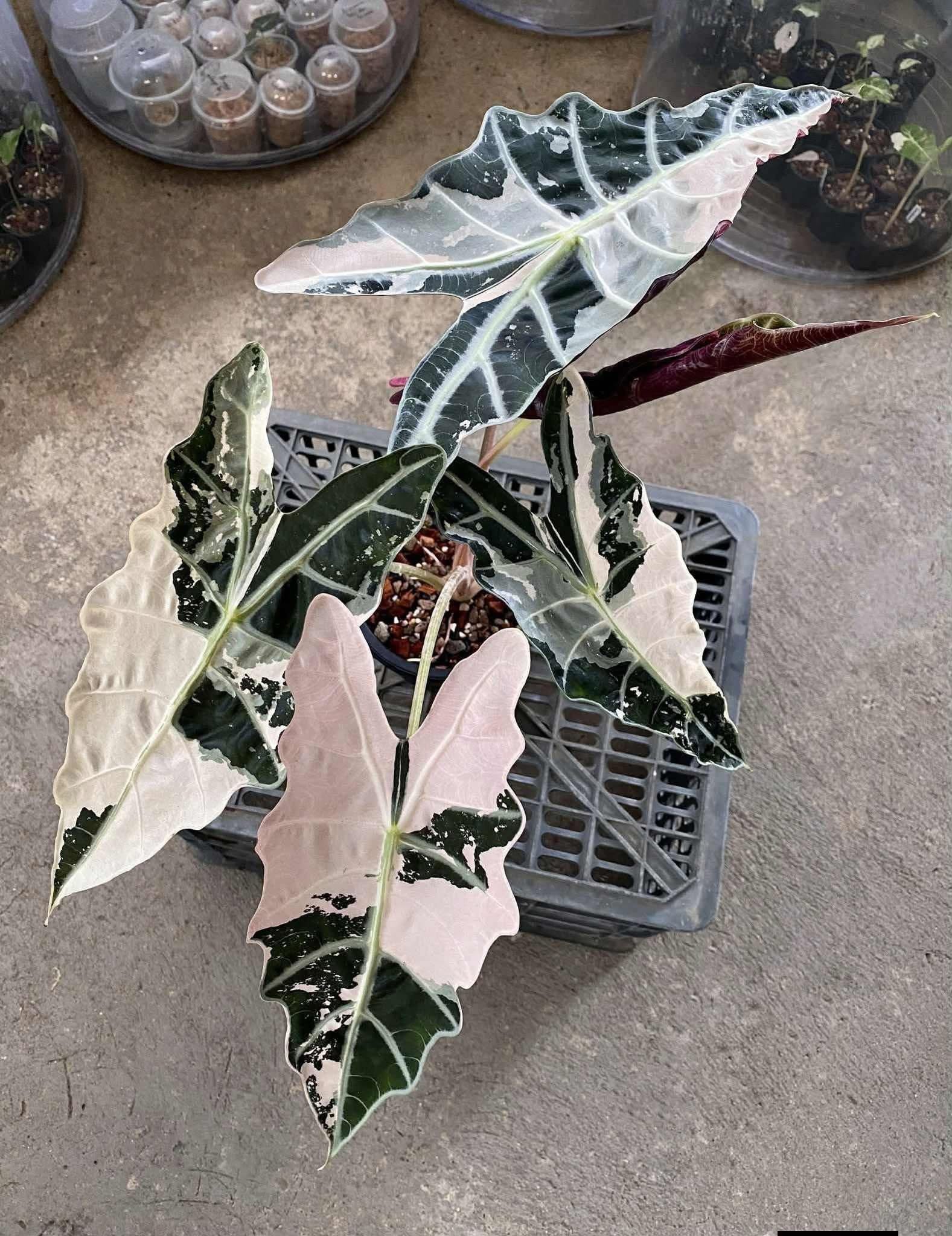True Pink/Pink Bull Sanderiana Amazonica Alocasia 1 - Teen Size