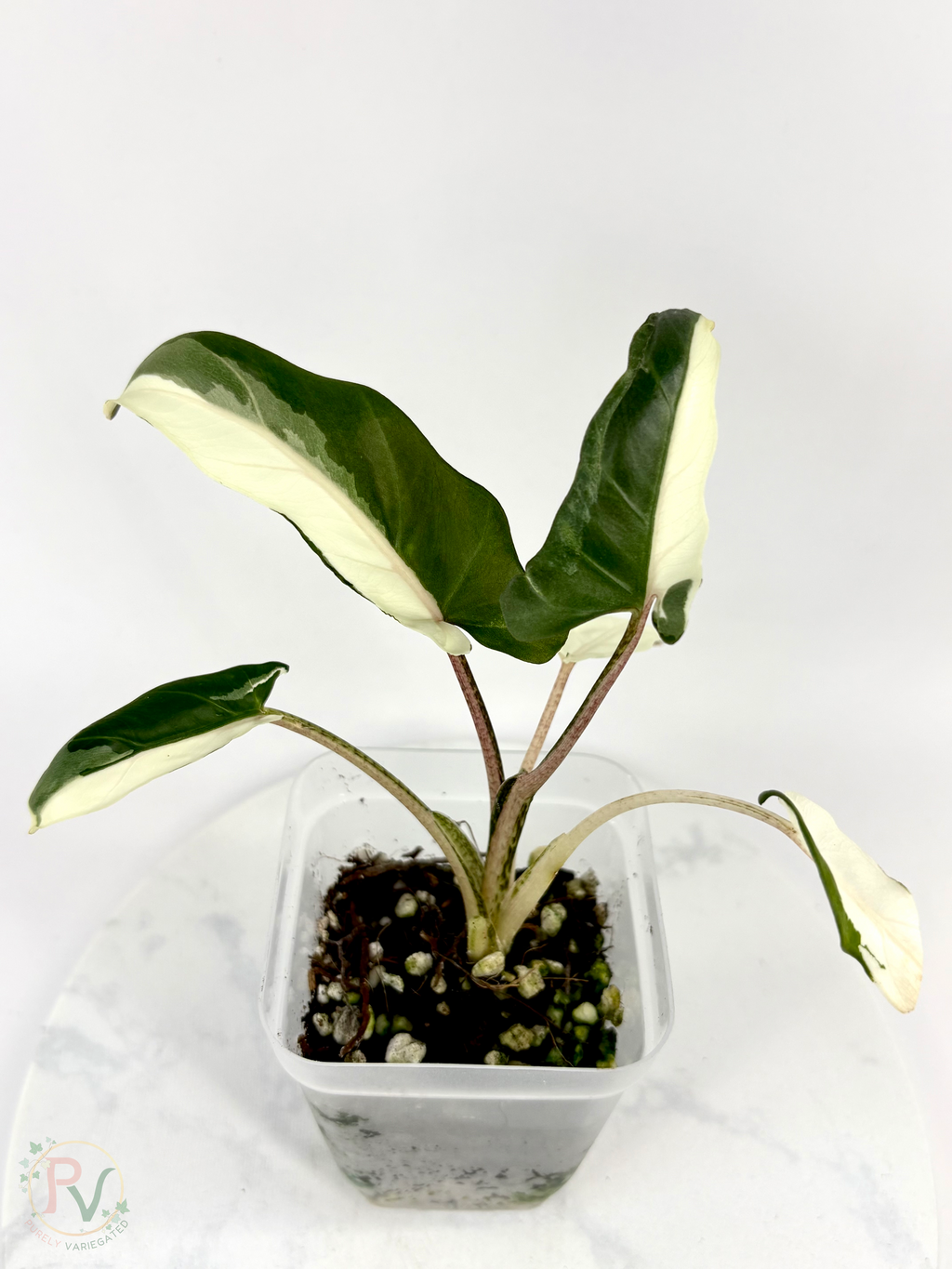 Lauterbachiana Lava Alocasia with Halfmoon Genetics