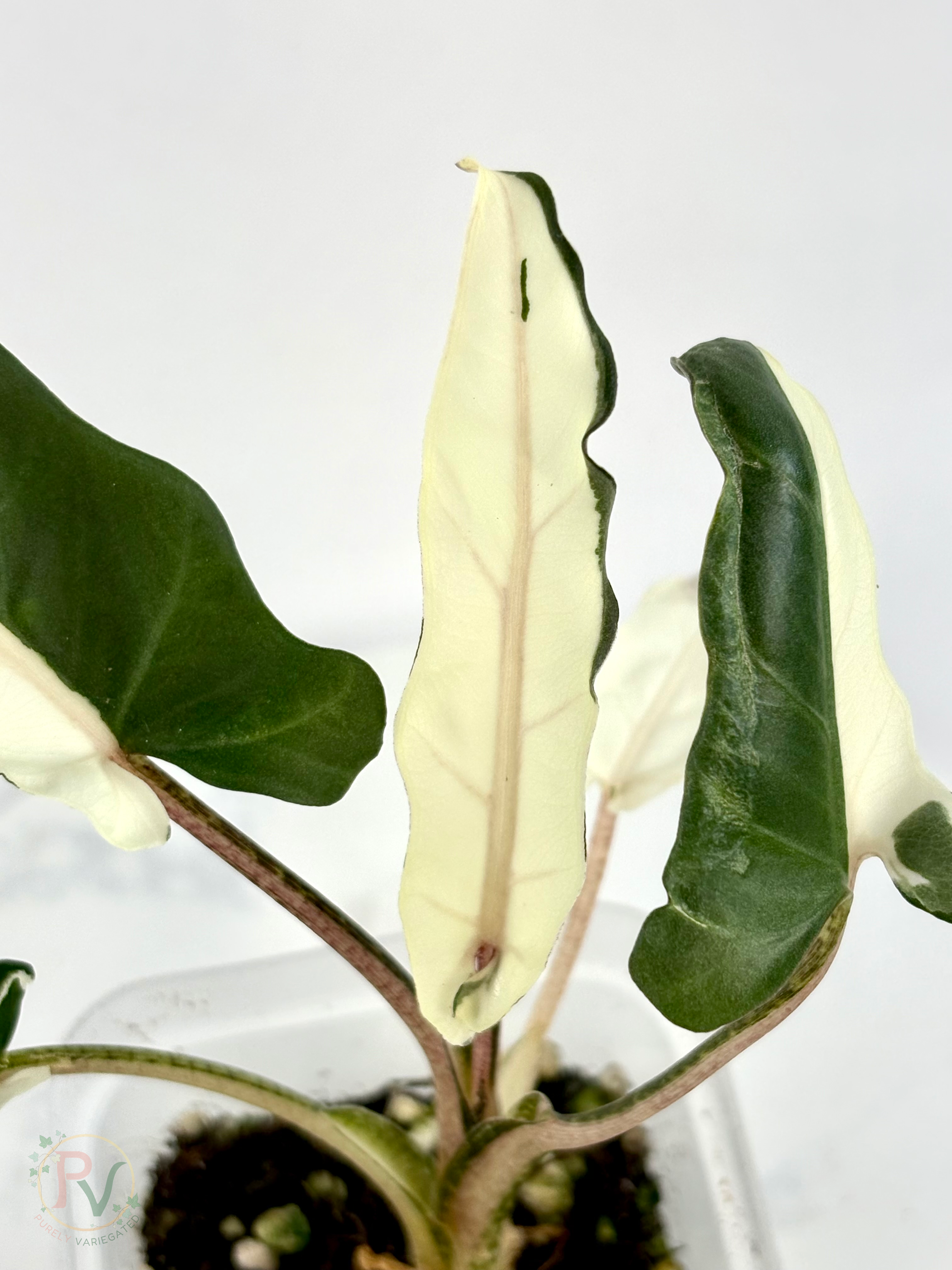Lauterbachiana Lava Alocasia with Halfmoon Genetics