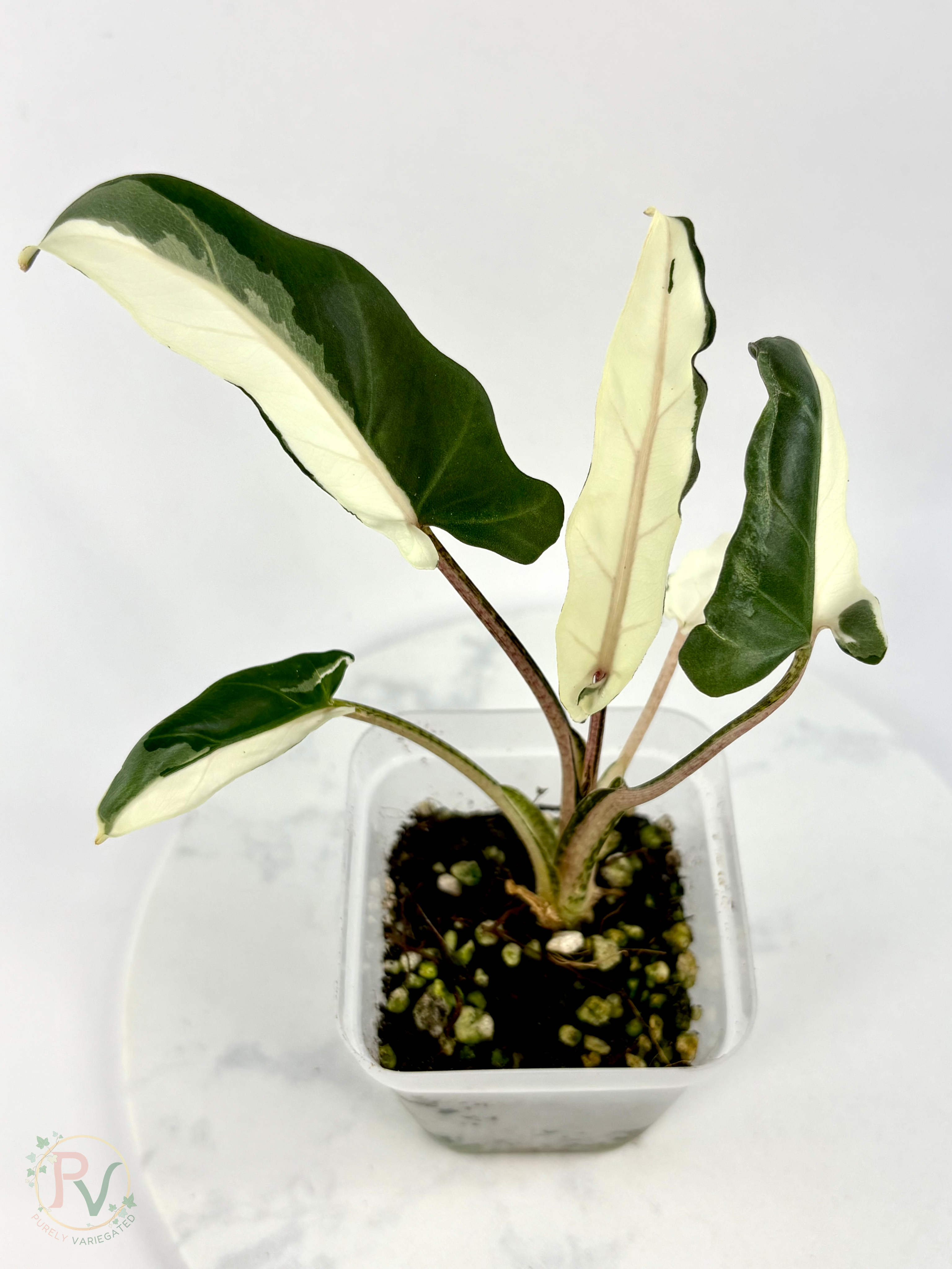 Lauterbachiana Lava Alocasia with Halfmoon Genetics