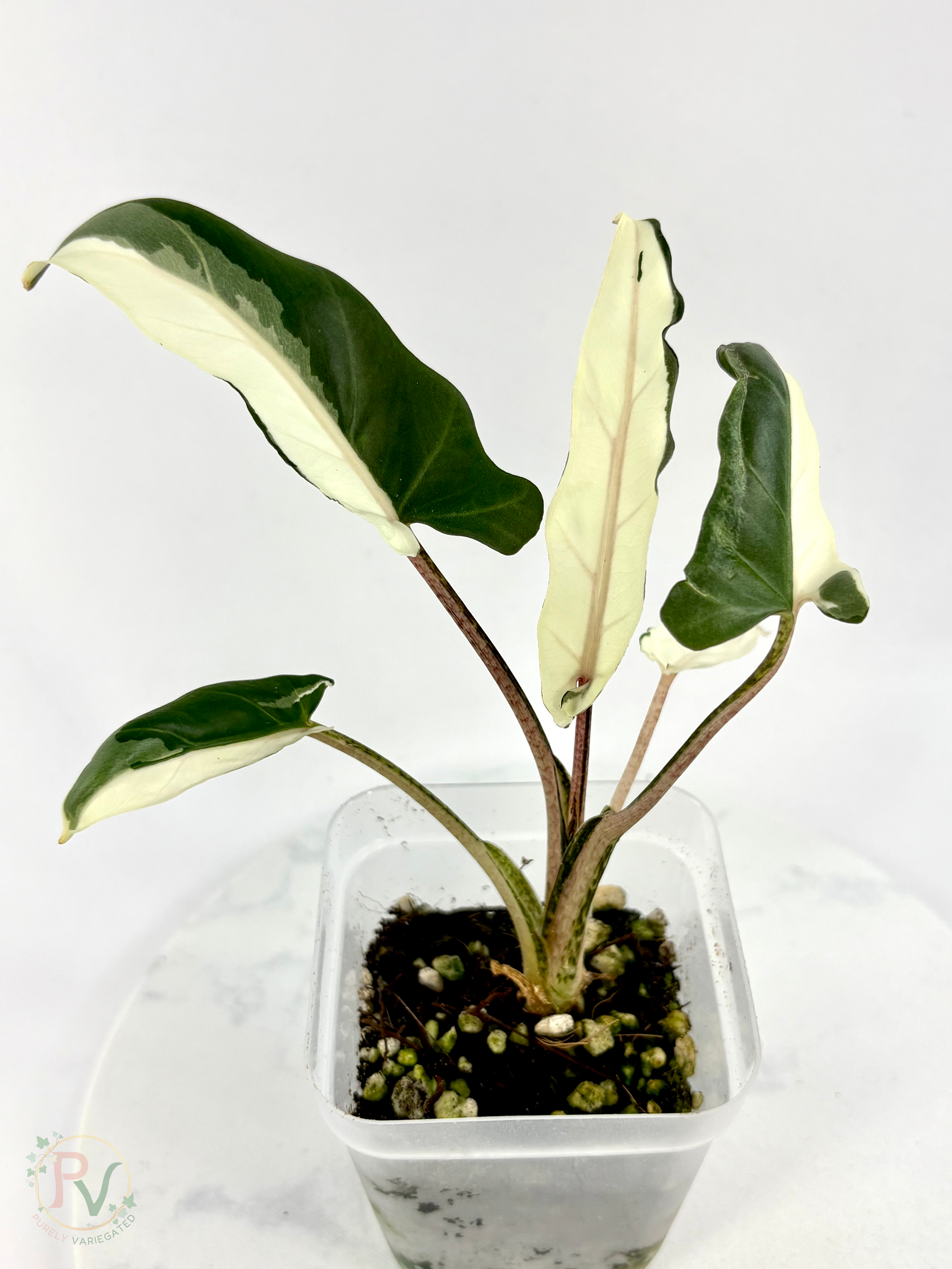 Lauterbachiana Lava Alocasia with Halfmoon Genetics