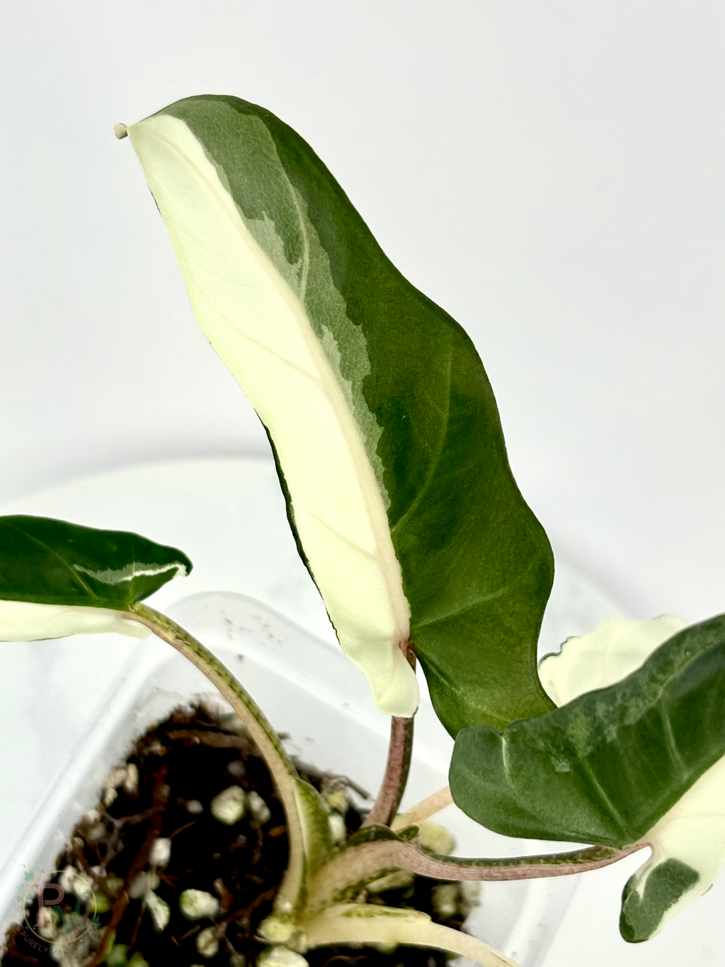 Lauterbachiana Lava Alocasia with Halfmoon Genetics