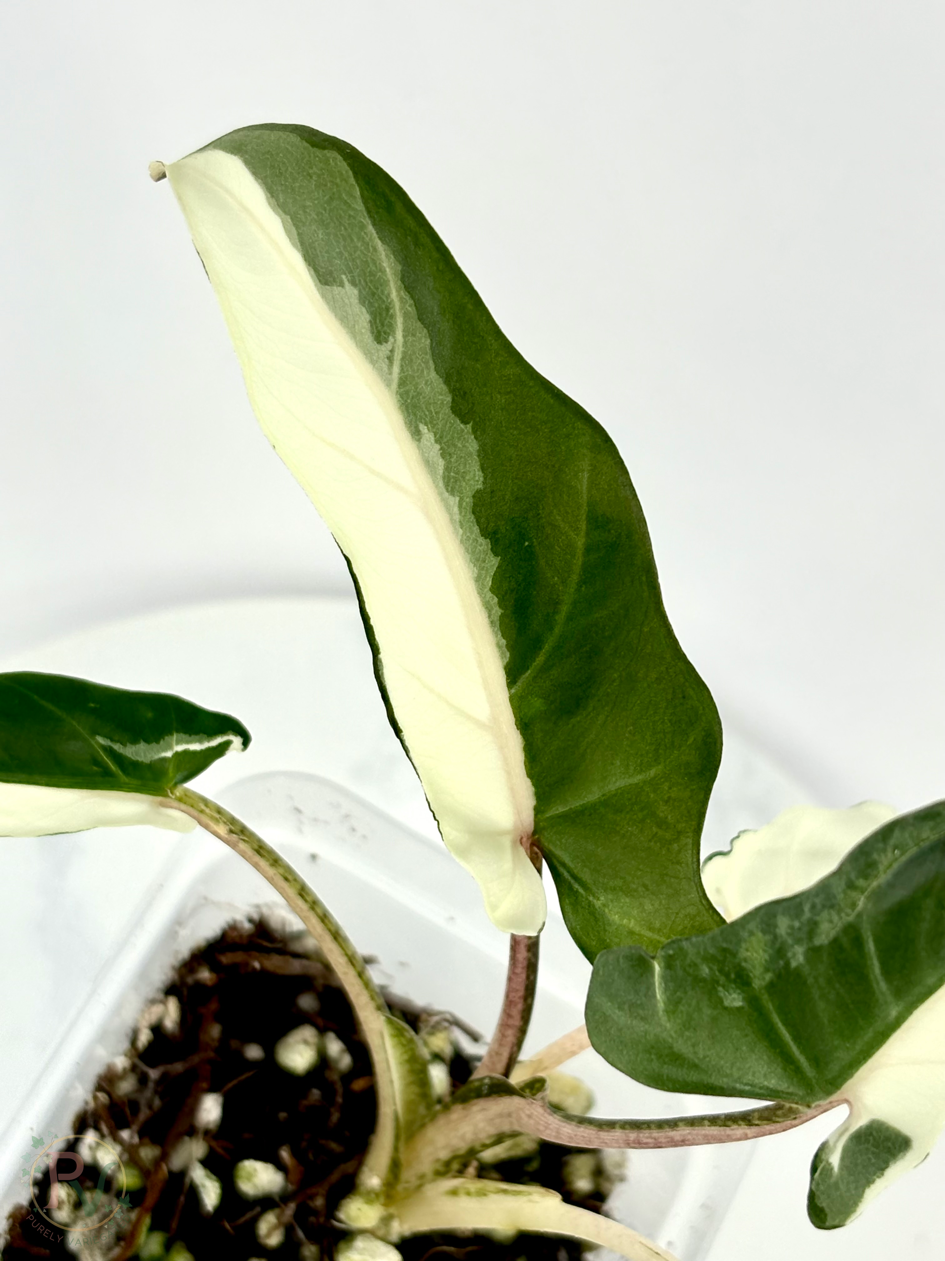 Lauterbachiana Lava Alocasia with Halfmoon Genetics