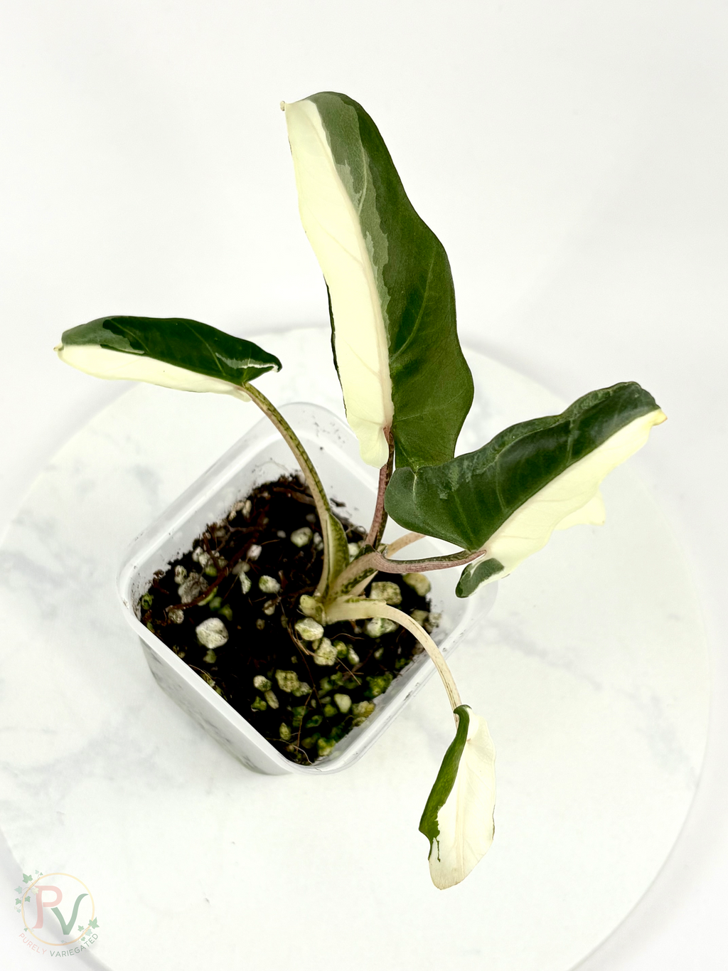 Lauterbachiana Lava Alocasia with Halfmoon Genetics
