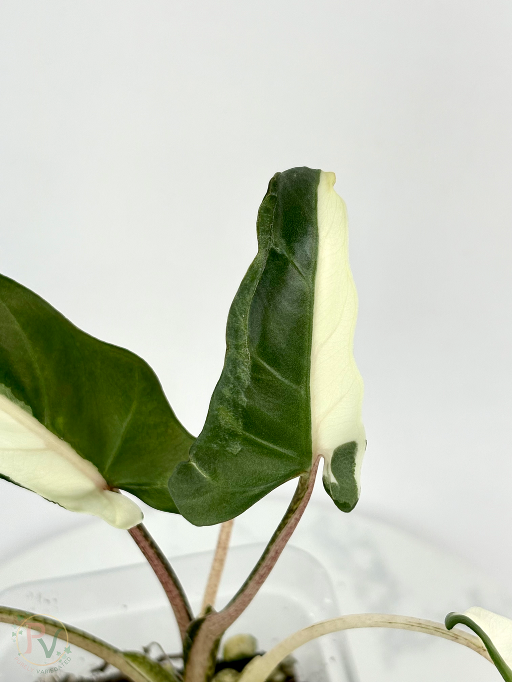 Lauterbachiana Lava Alocasia with Halfmoon Genetics