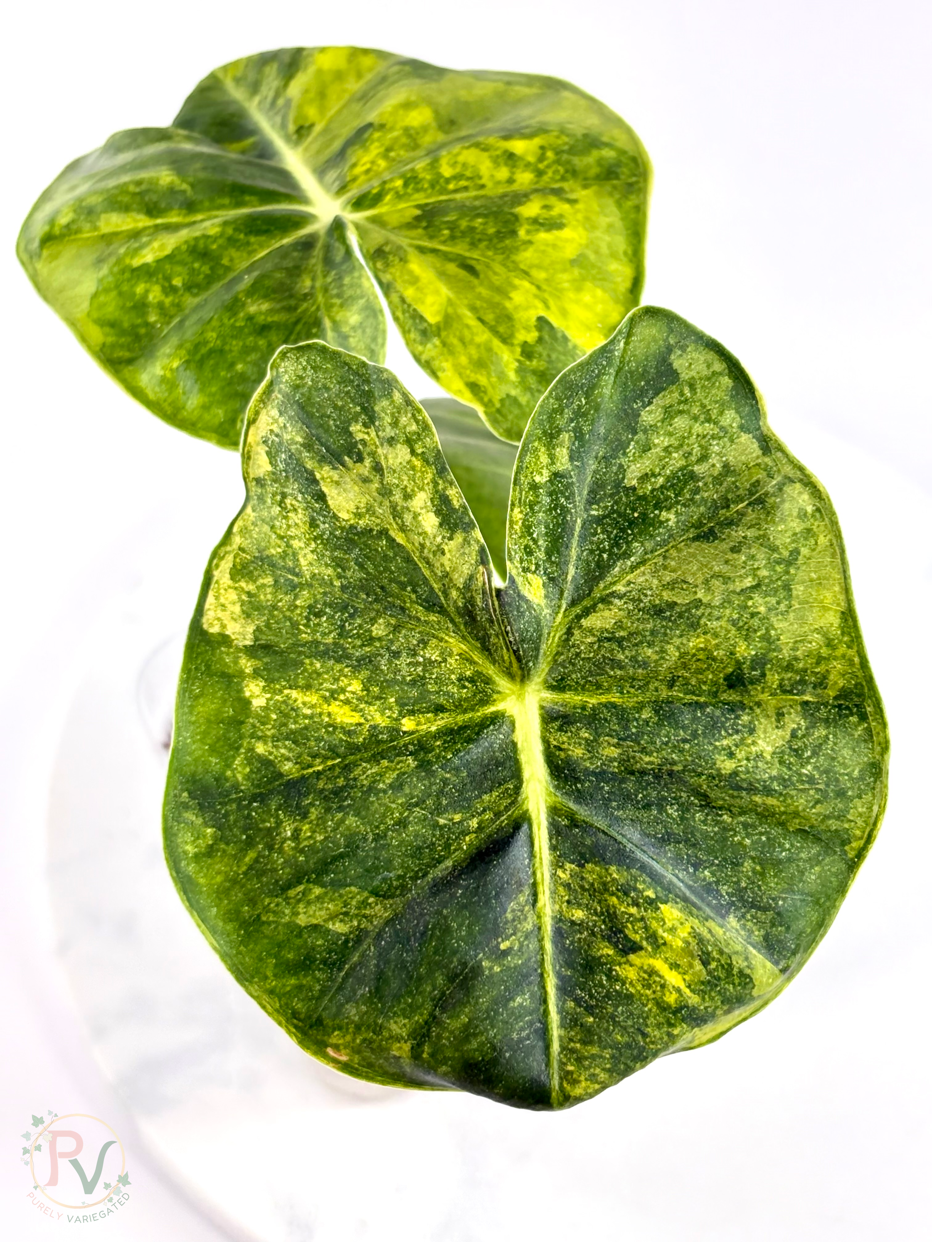 London Eye Aurea Alocasia - Corming Size