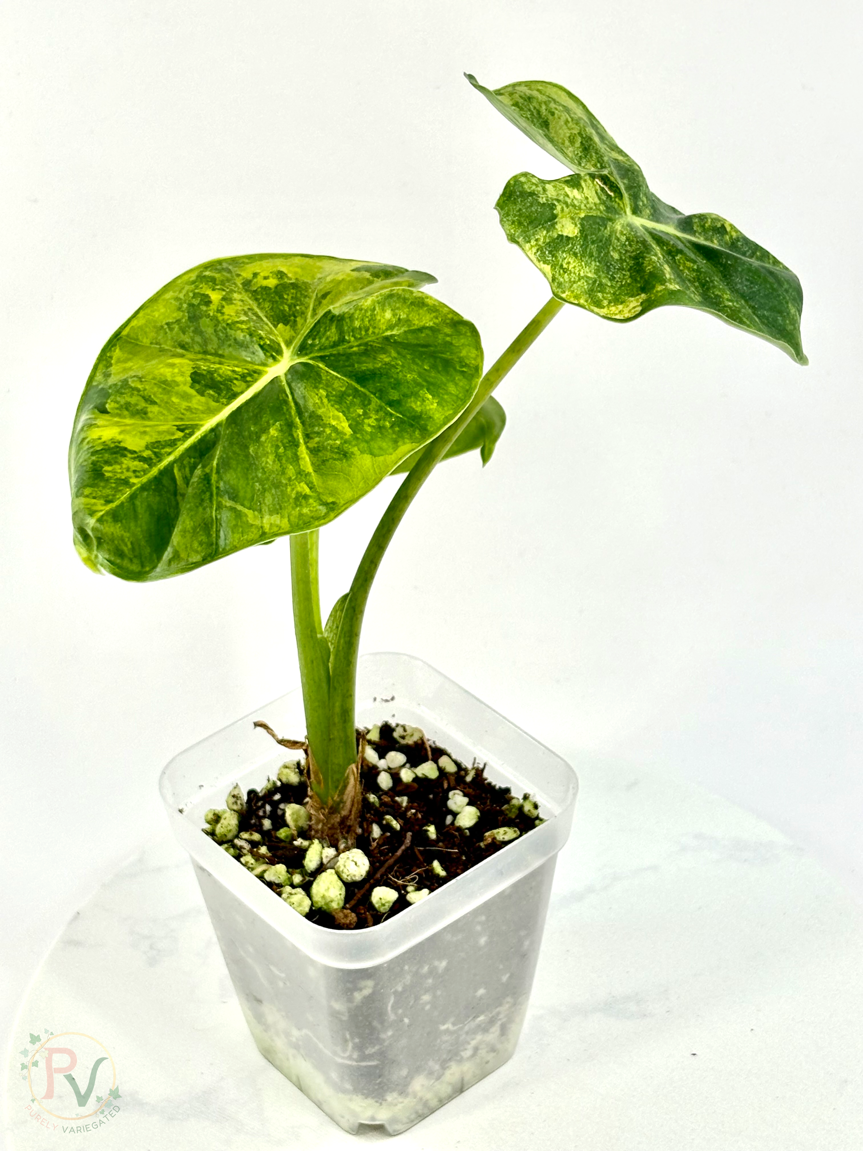 London Eye Aurea Alocasia - Corming Size