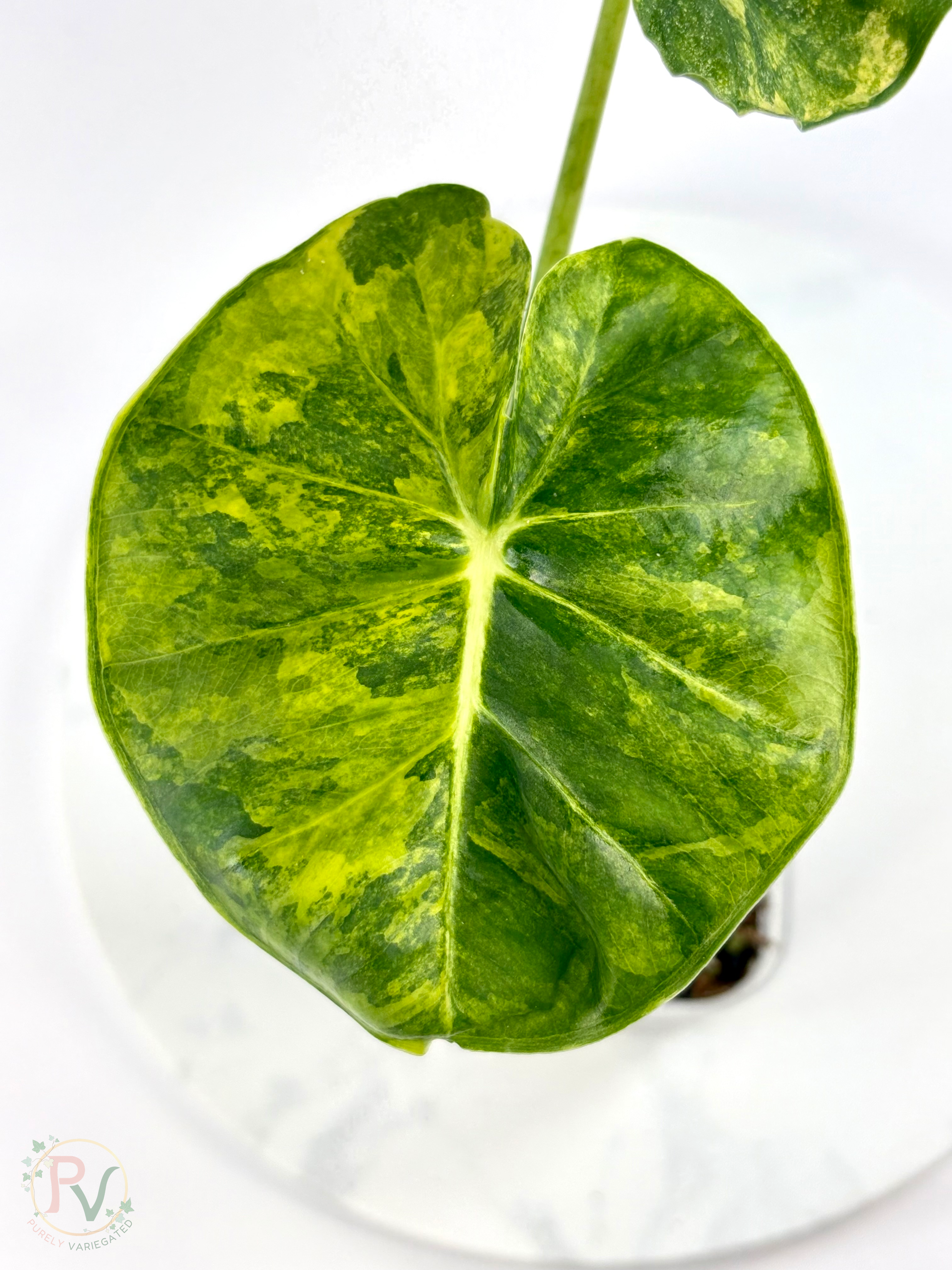 London Eye Aurea Alocasia - Corming Size