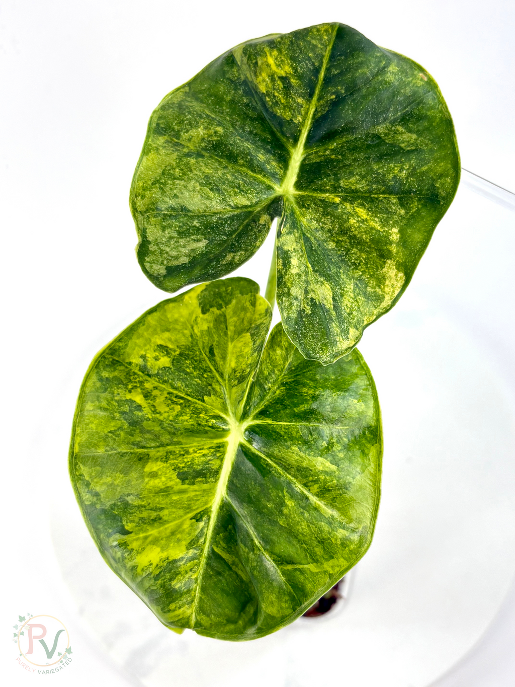London Eye Aurea Alocasia - Corming Size