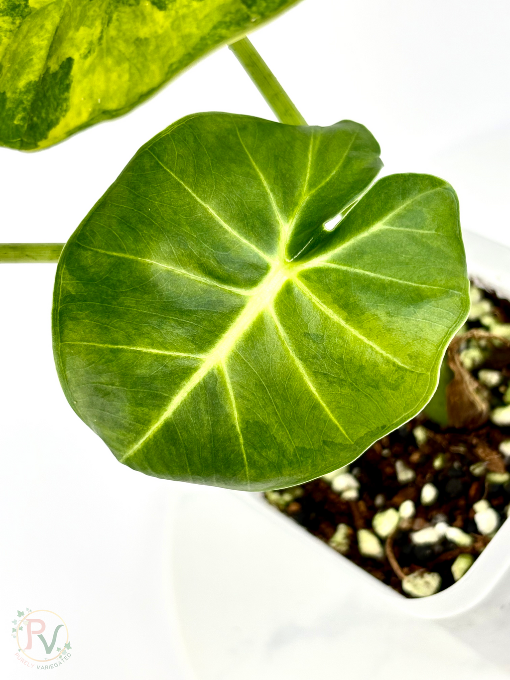 London Eye Aurea Alocasia - Corming Size
