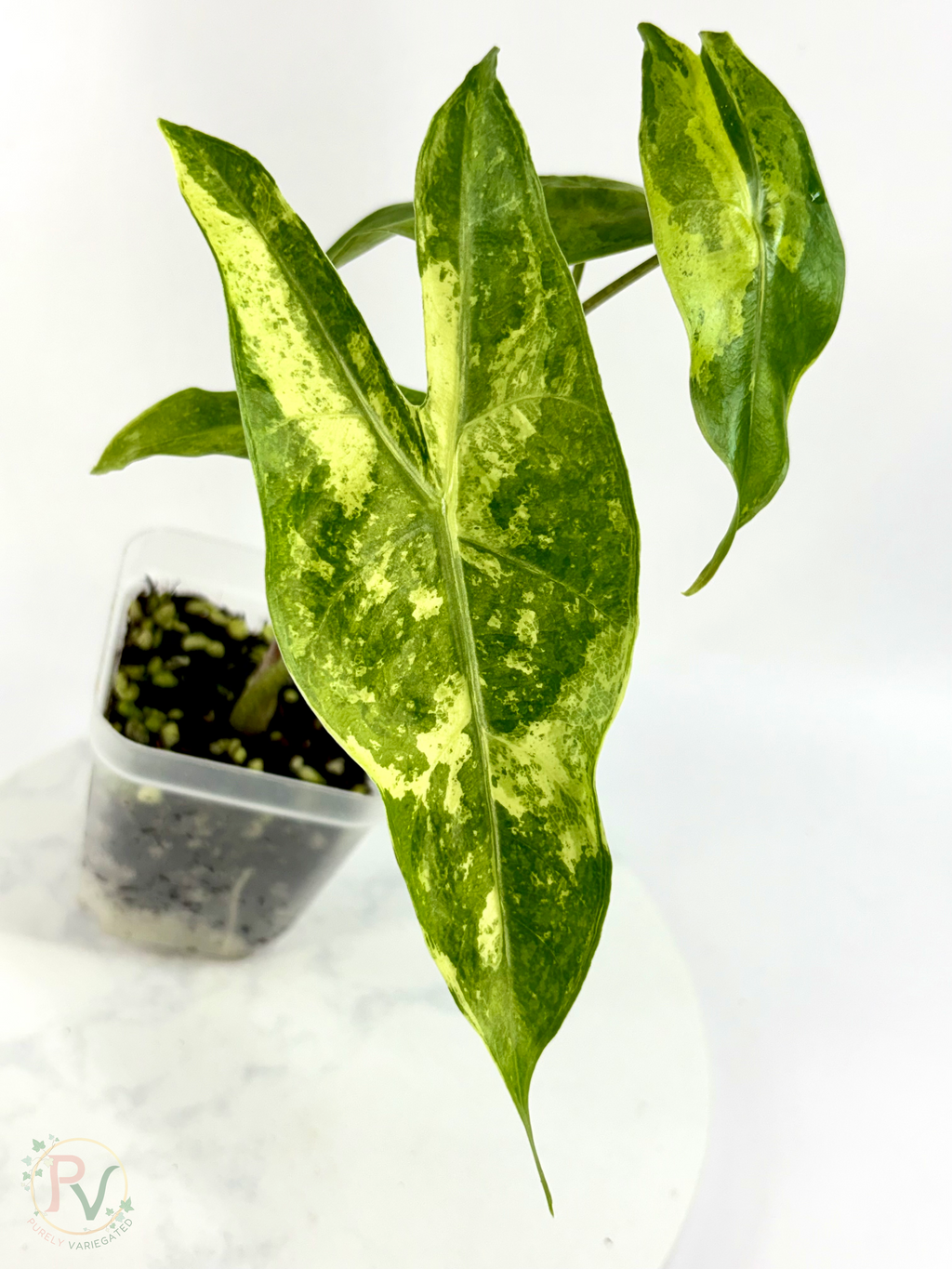 Longiloba Forest Lemon Mint Alocasia - Teen Size