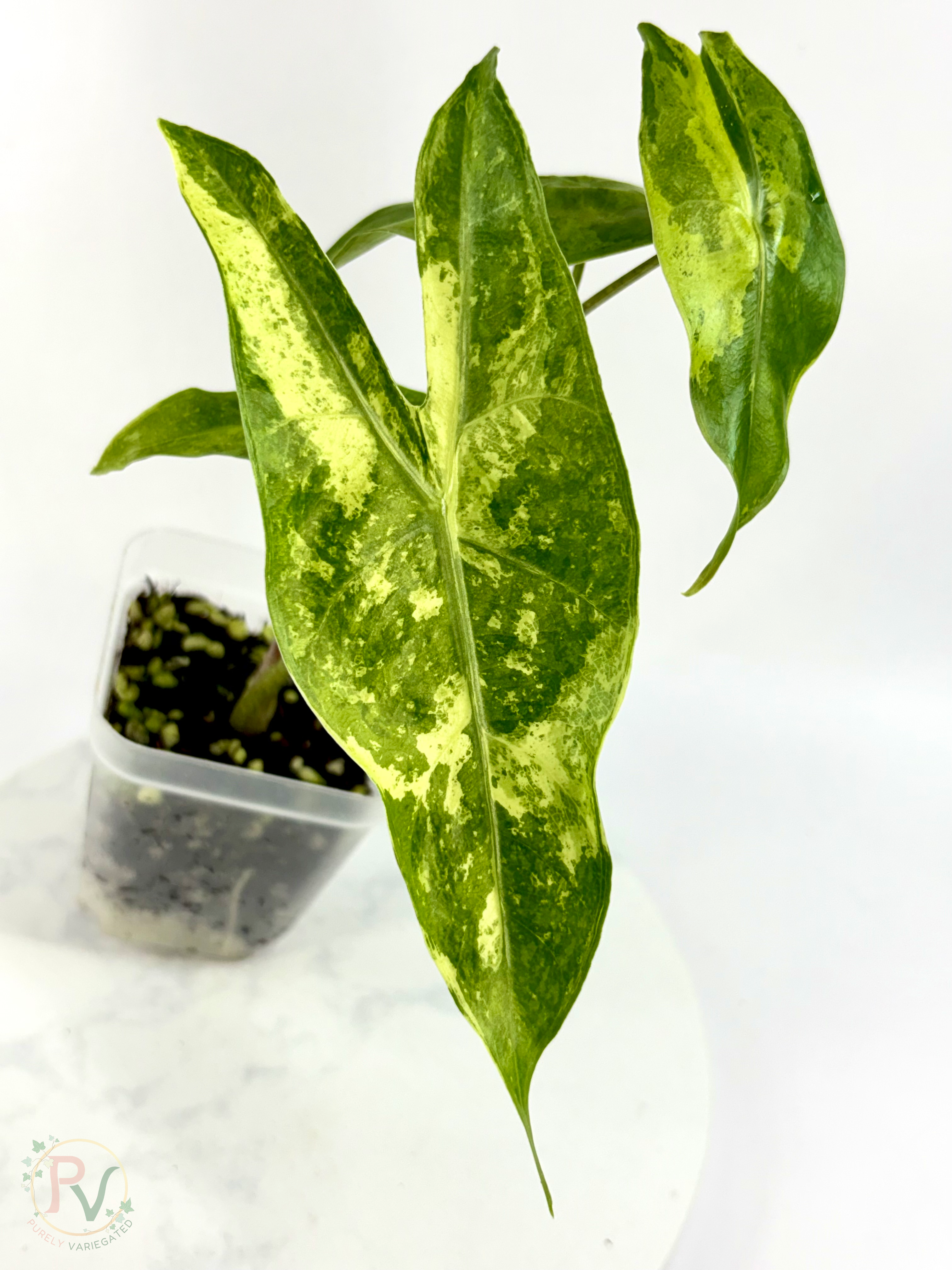 Longiloba Forest Lemon Mint Alocasia - Teen Size