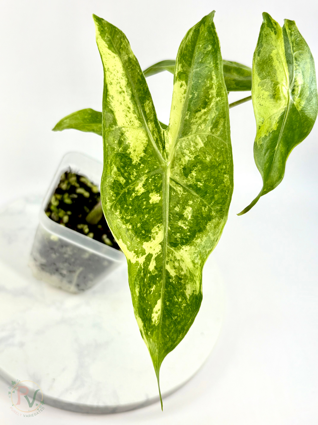 Longiloba Forest Lemon Mint Alocasia - Teen Size