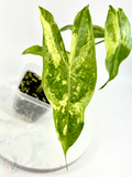 Longiloba Forest Lemon Mint Alocasia - Teen Size