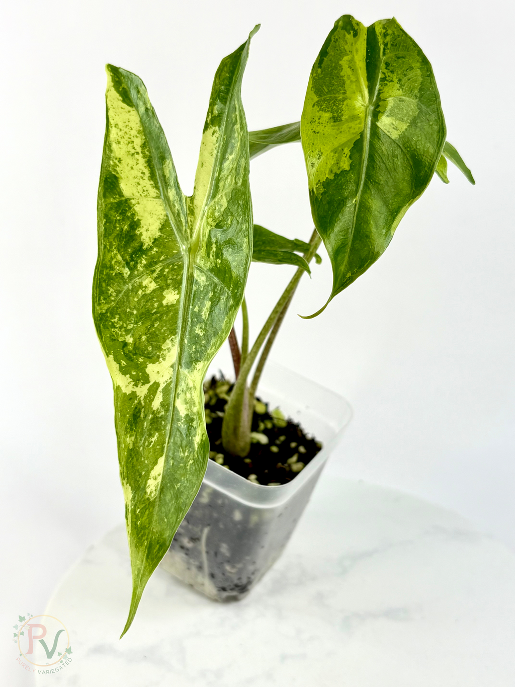Longiloba Forest Lemon Mint Alocasia - Teen Size