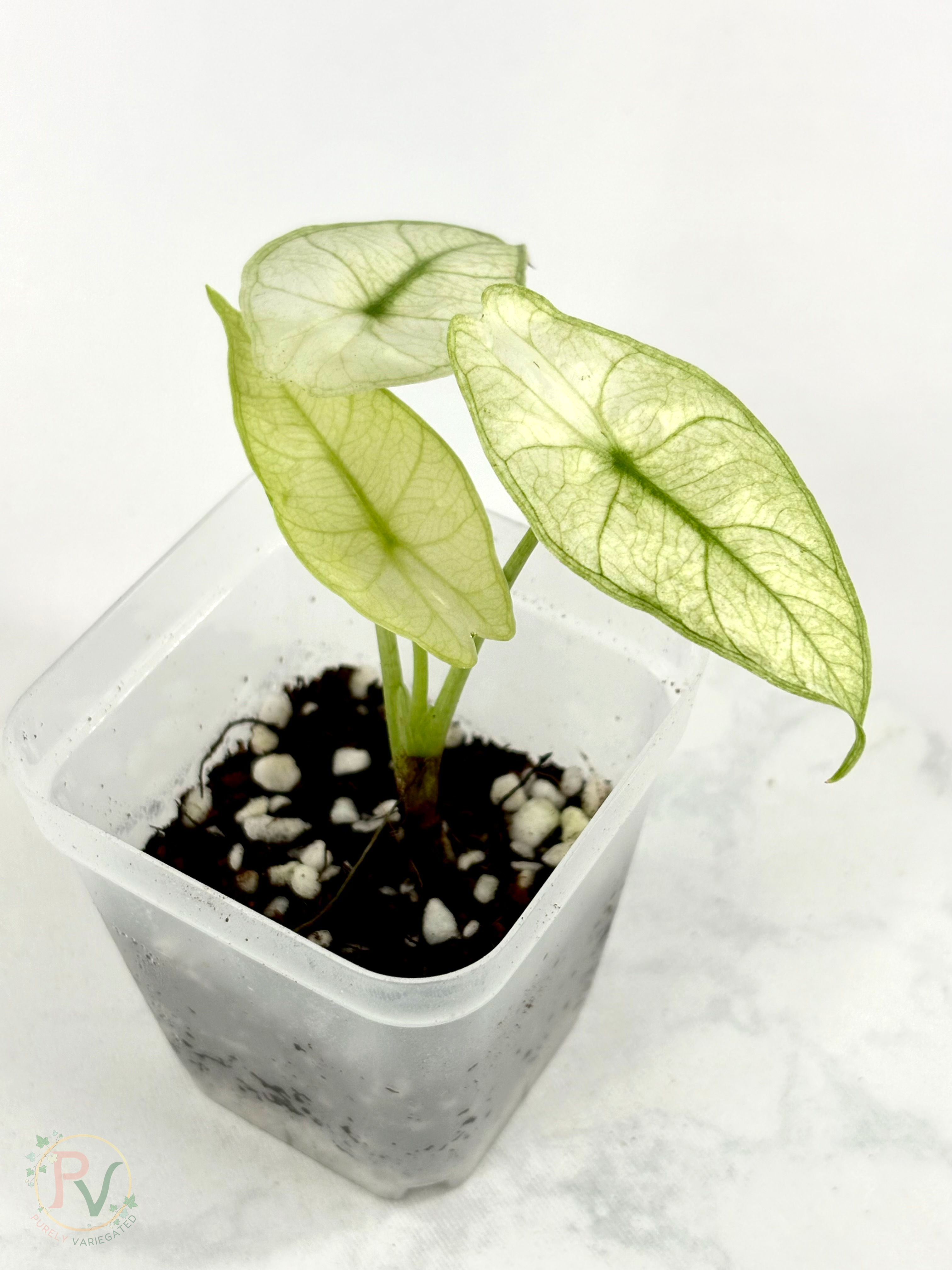 Longiloba Full Mint Alocasia