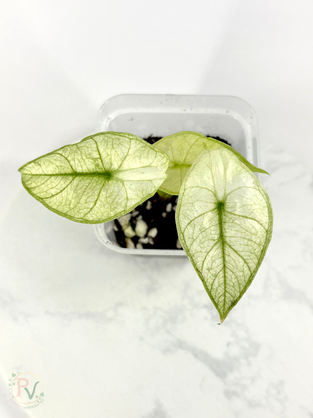 Longiloba Full Mint Alocasia