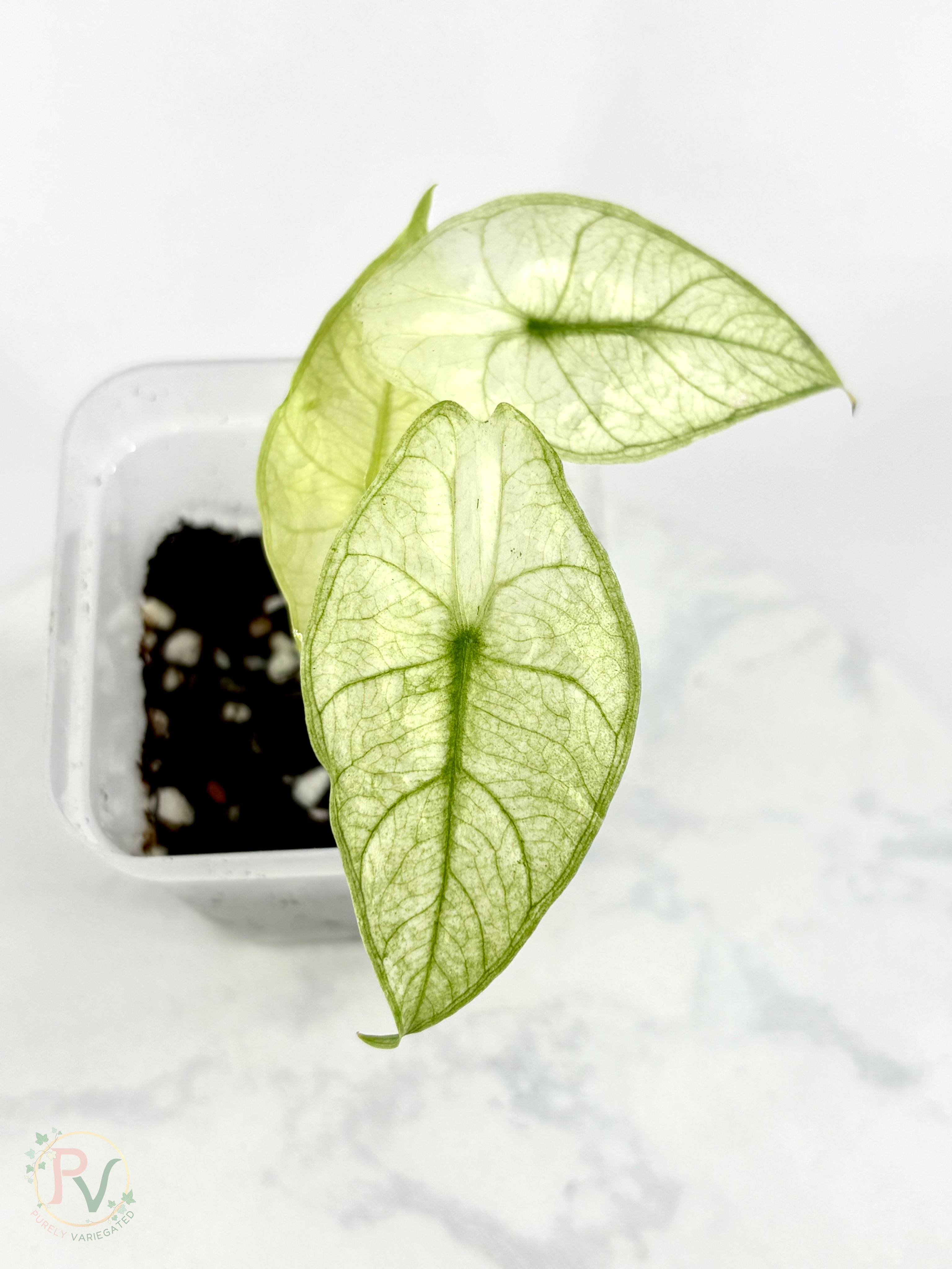 Longiloba Full Mint Alocasia