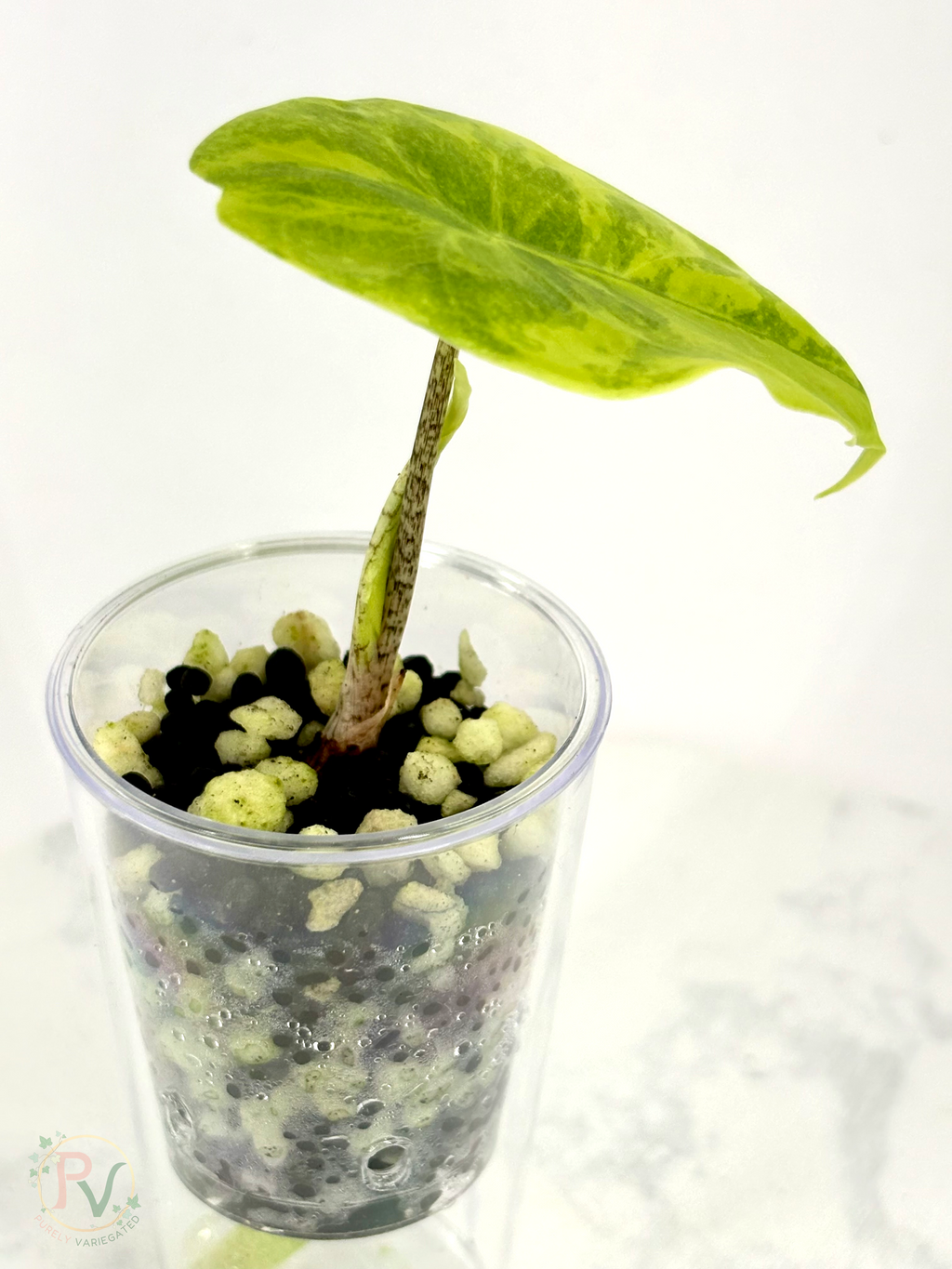 Longiloba Lemon Alocasia