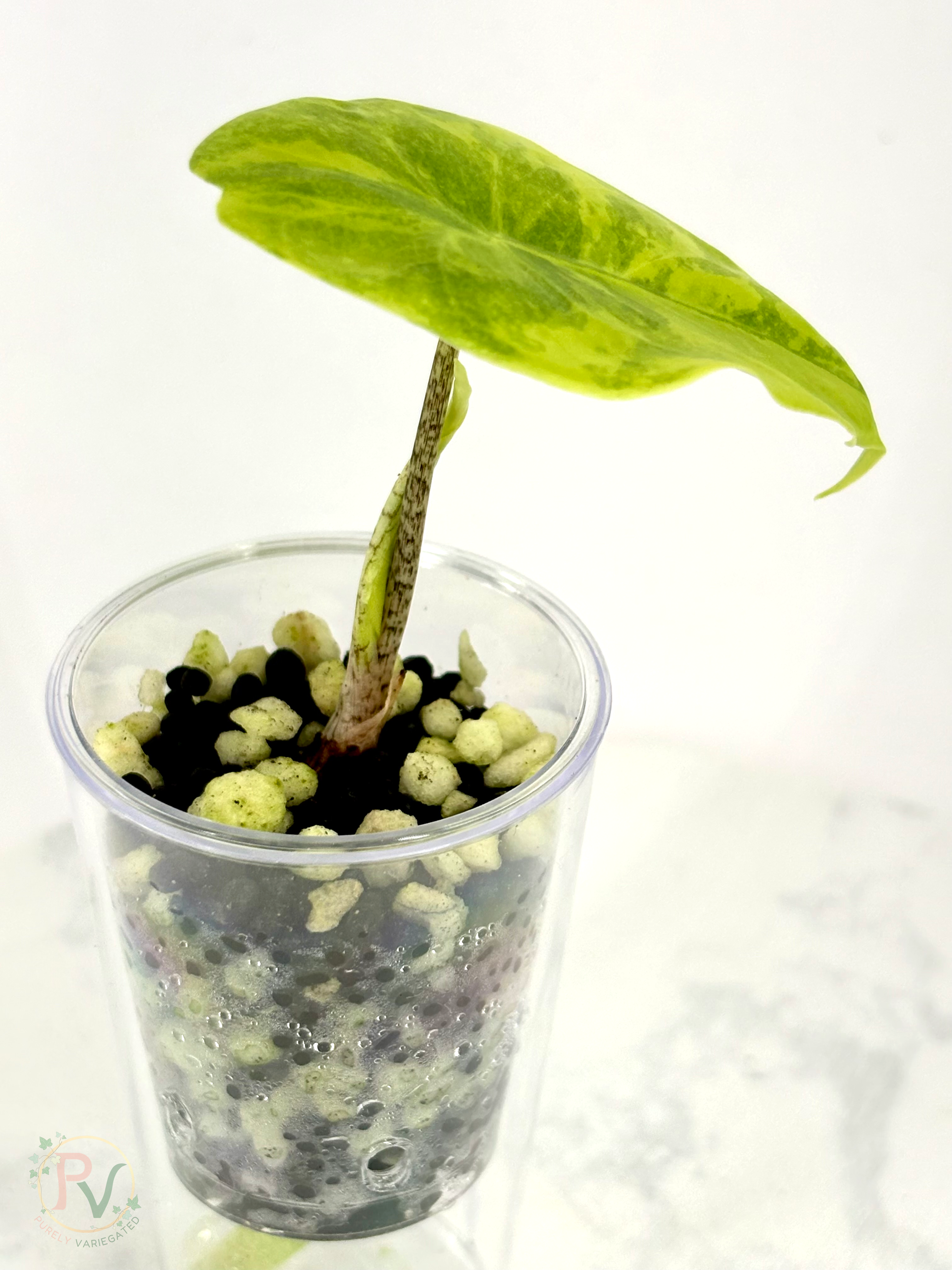 Longiloba Lemon Alocasia