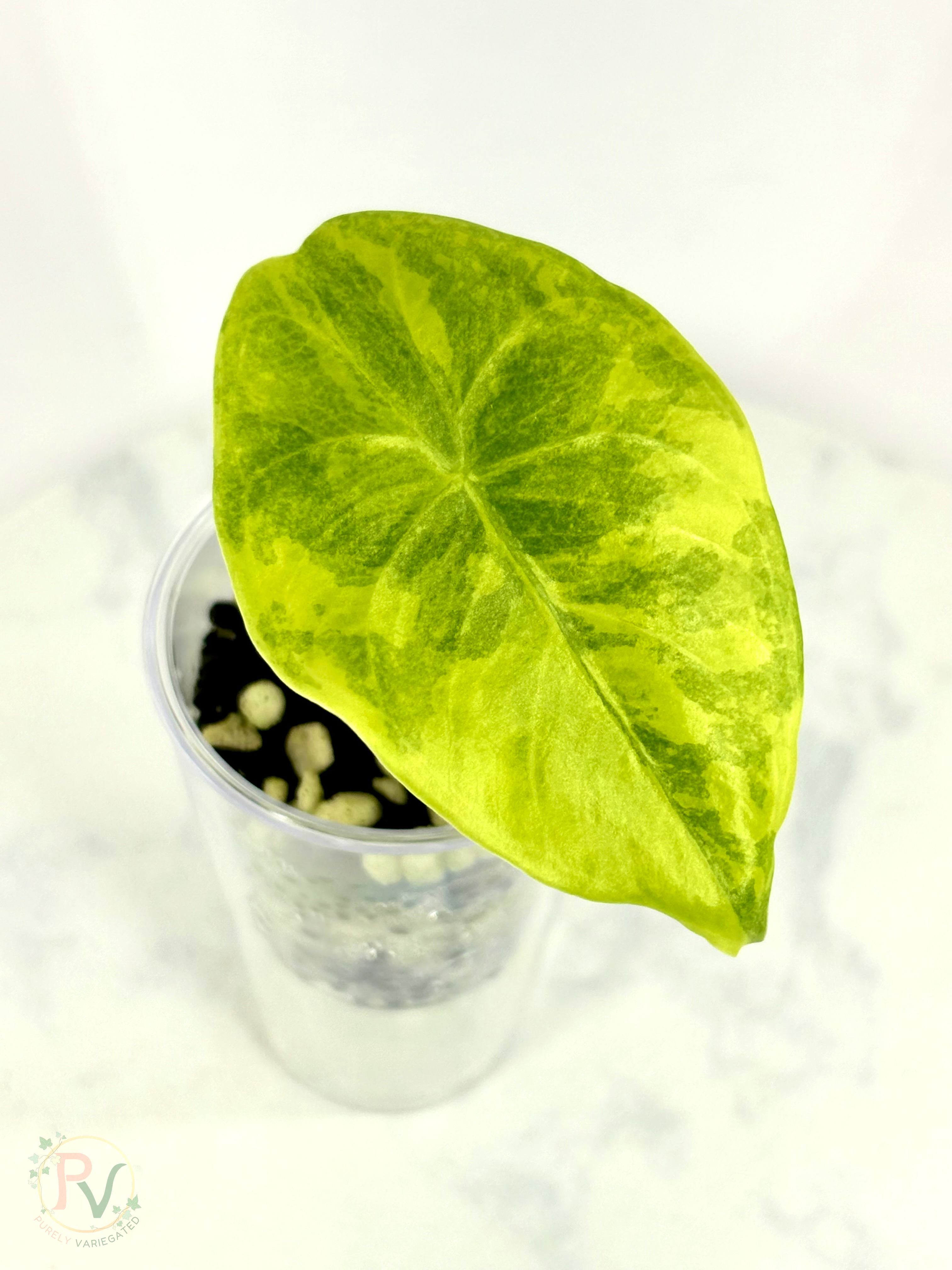 Longiloba Lemon Alocasia