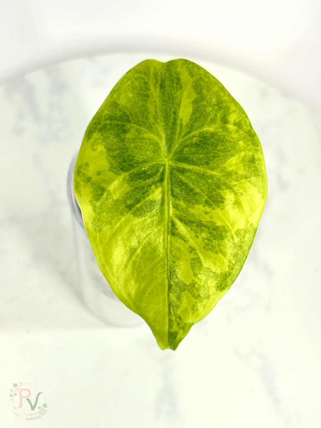Longiloba Lemon Alocasia
