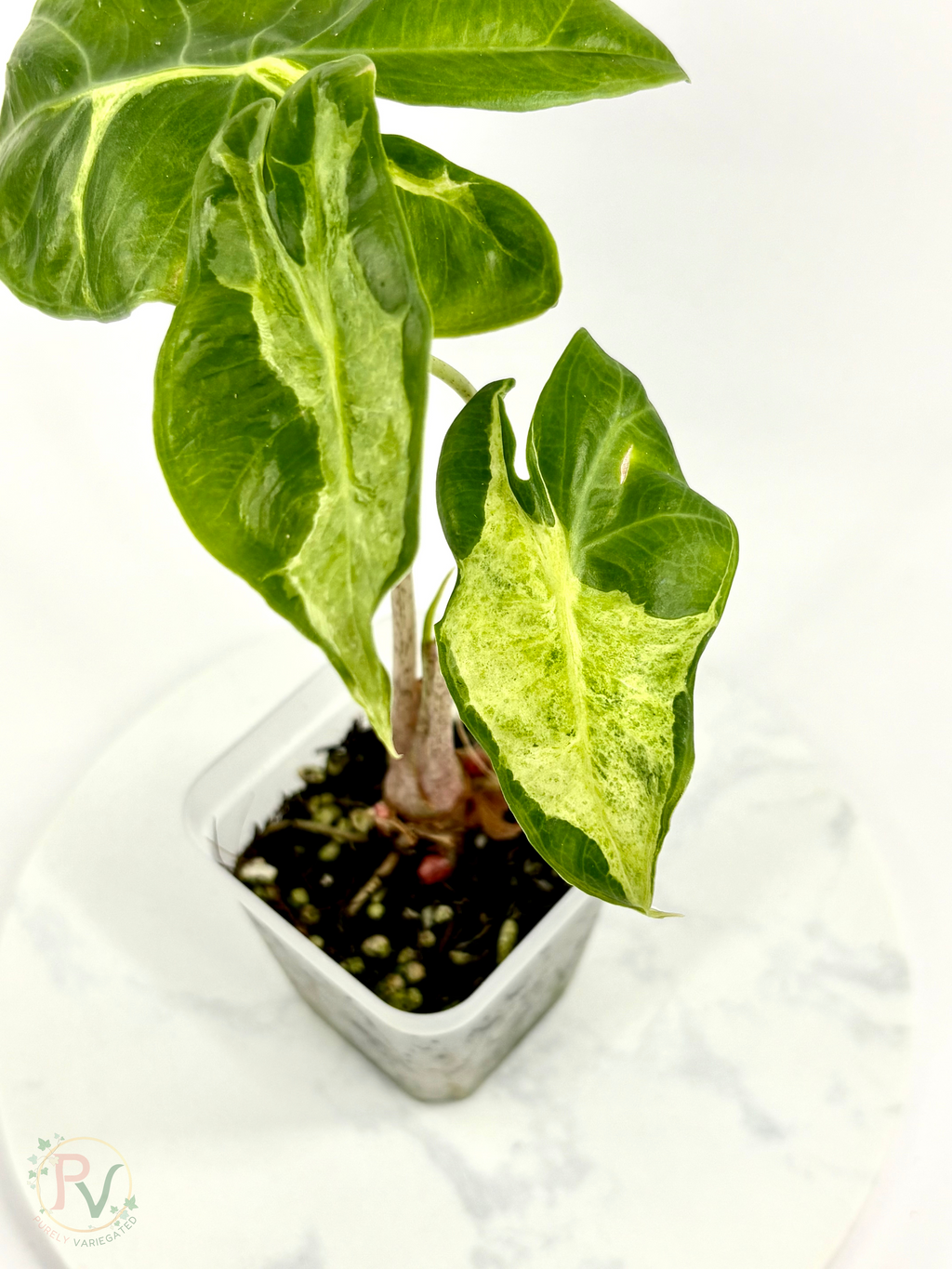 Longiloba Mint Lava Corms