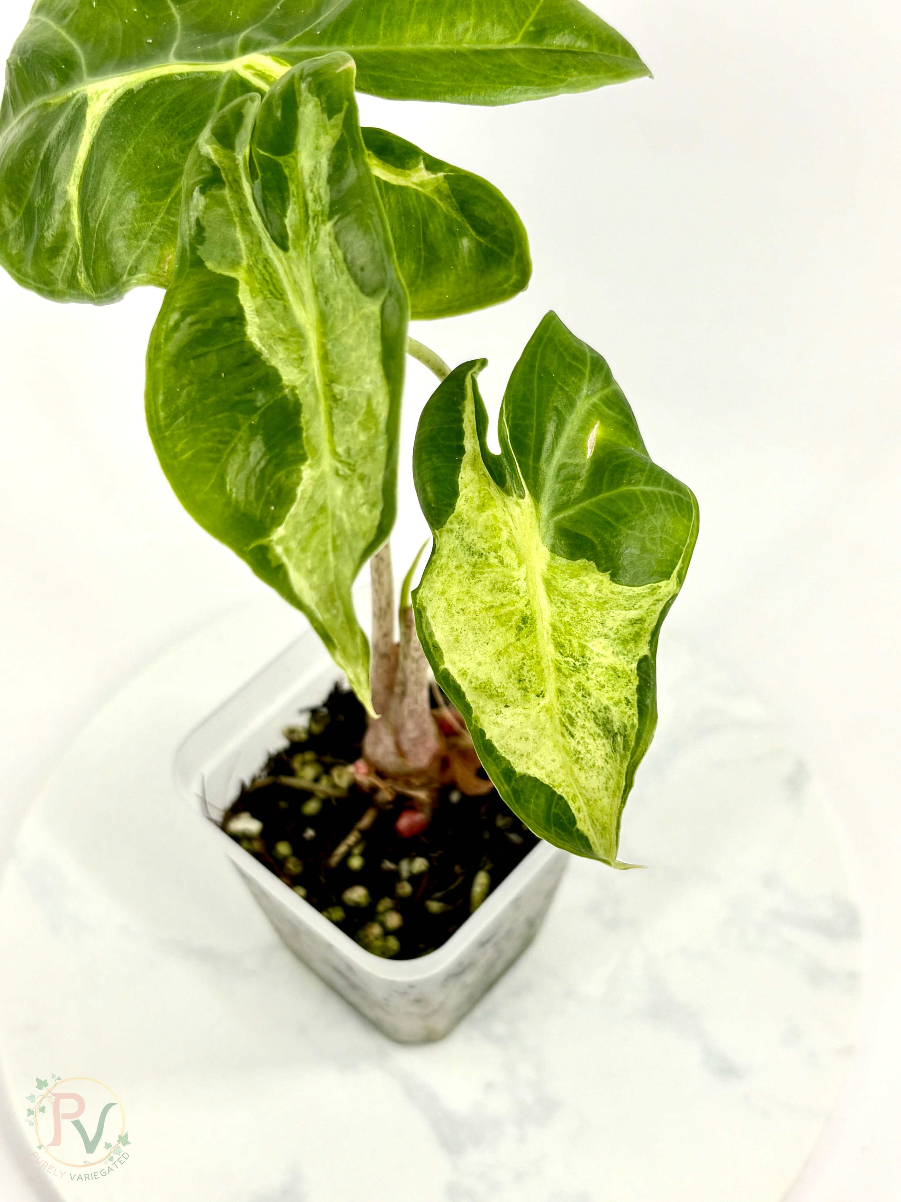 Longiloba Mint Lava Corms