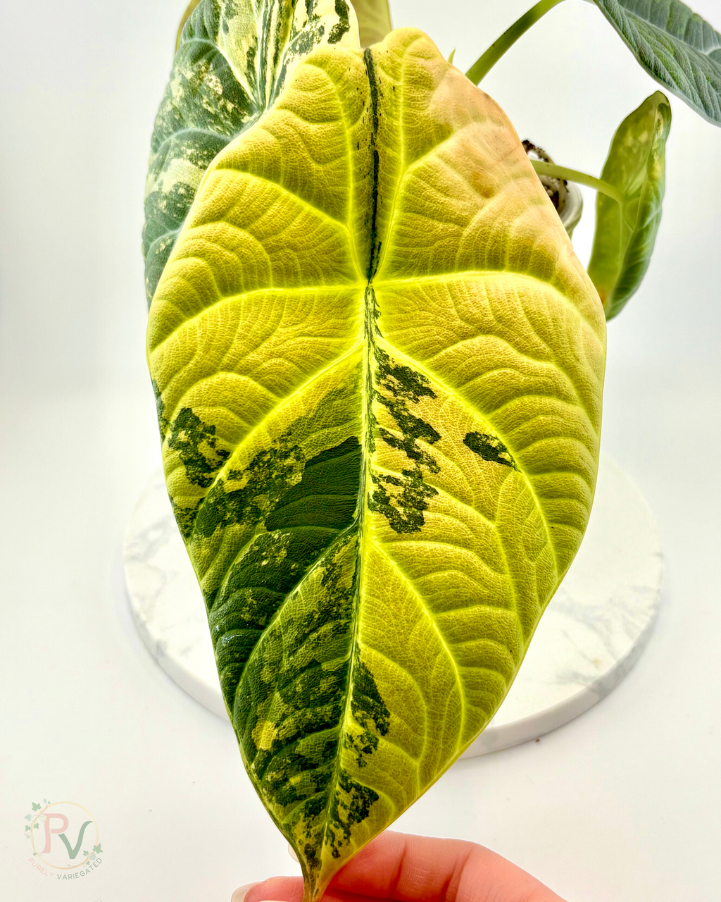 Maharani Lemon Lime Corms