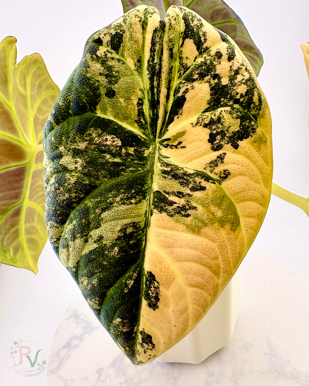Maharani Lemon Lime Corms