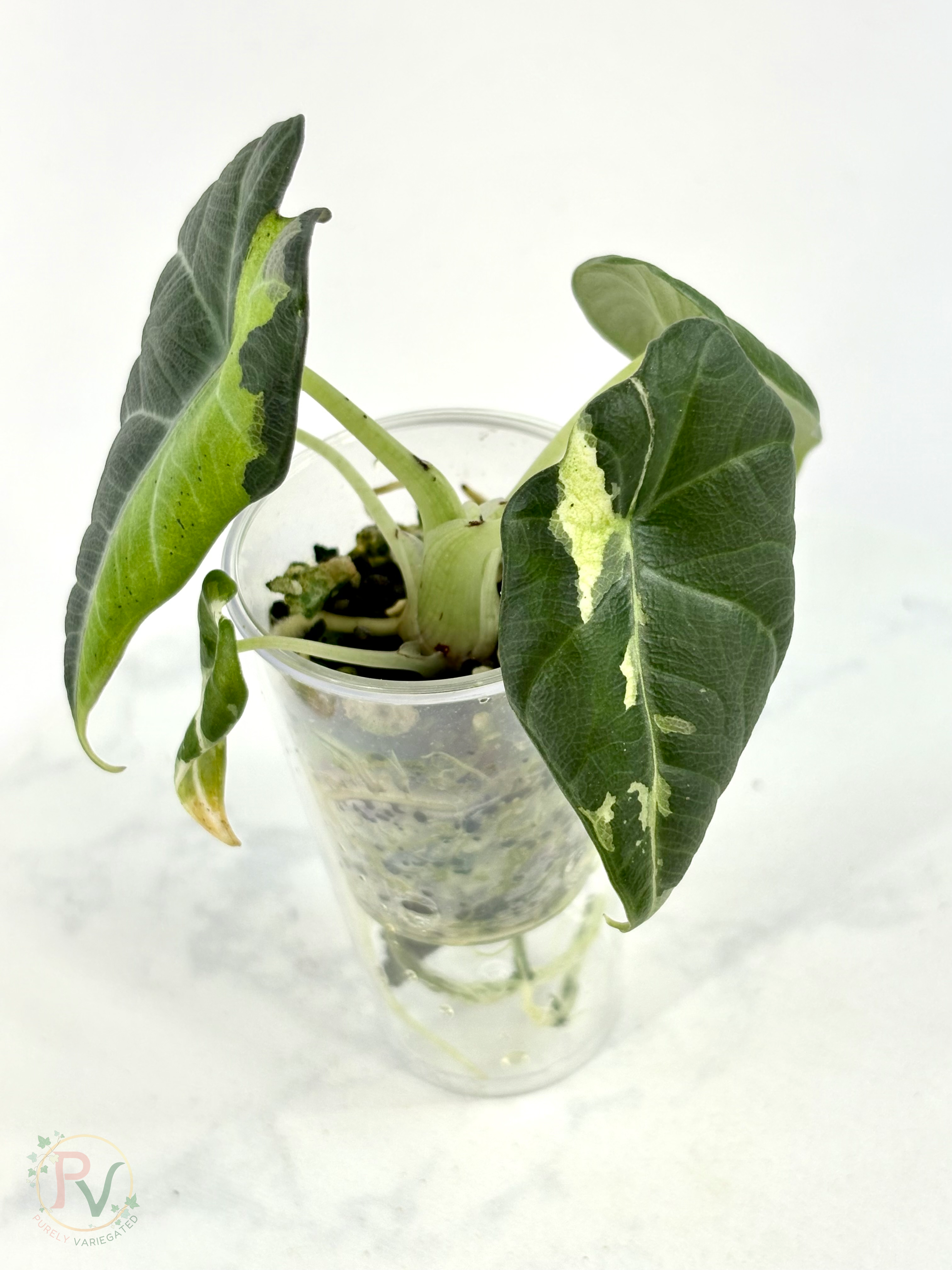 Maharani Tricolor Mint Lava Alocasia 1