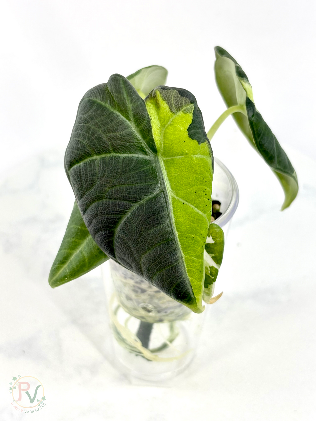 Maharani Tricolor Mint Lava Alocasia 1