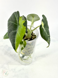 Maharani Tricolor Mint Lava Alocasia 1