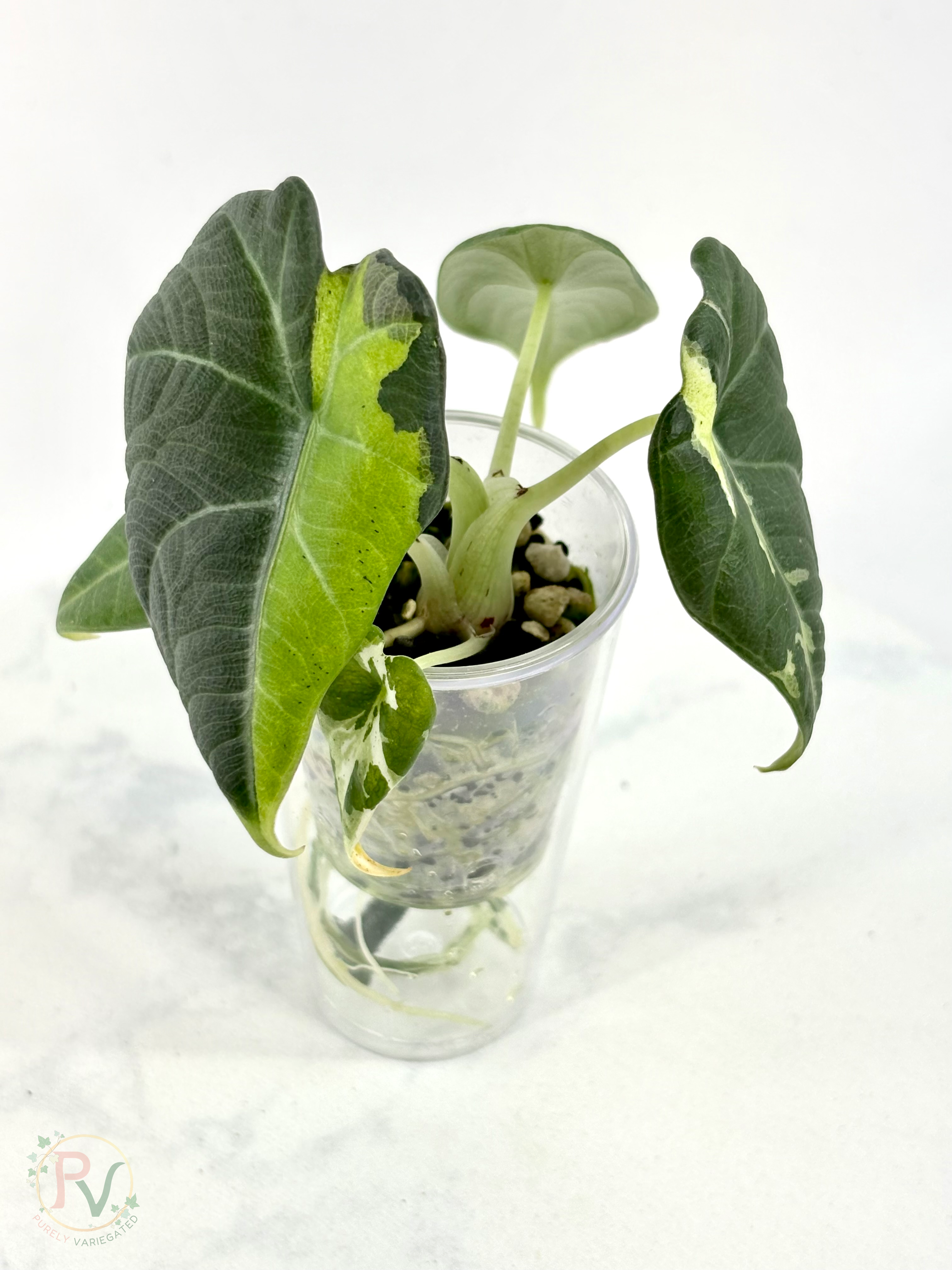Maharani Tricolor Mint Lava Alocasia 1