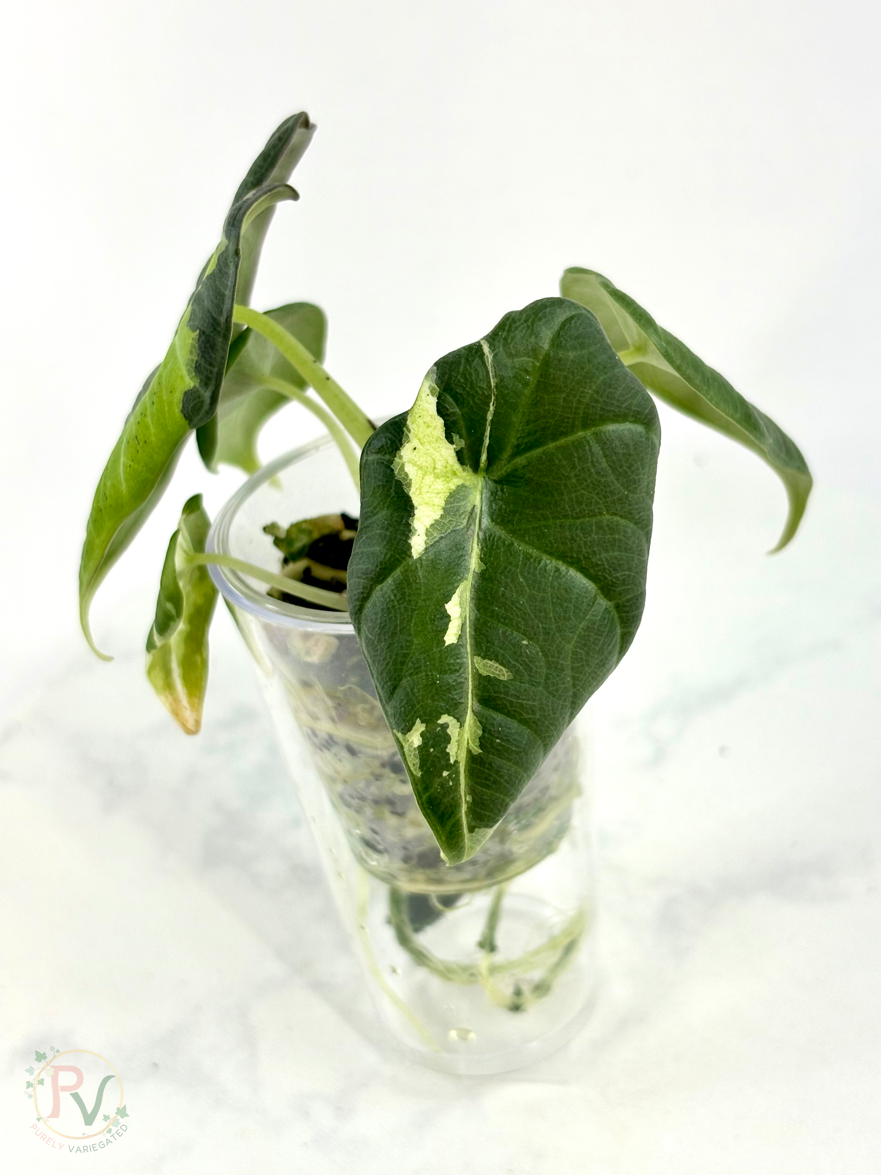 Maharani Tricolor Mint Lava Alocasia 1