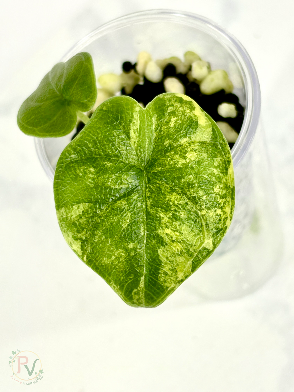 Melo Aurea Alocasia