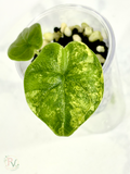Melo Aurea Alocasia