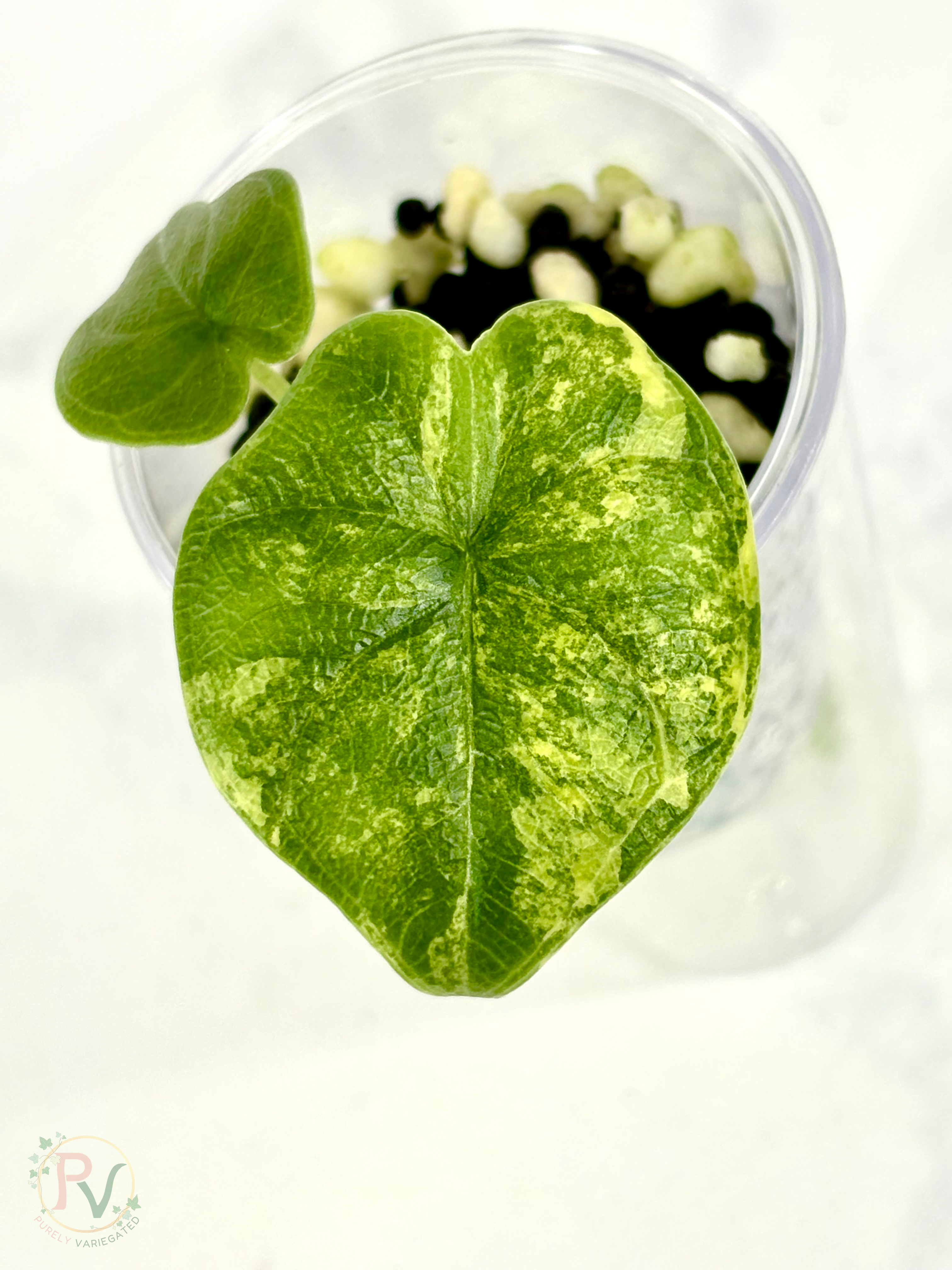Melo Aurea Alocasia