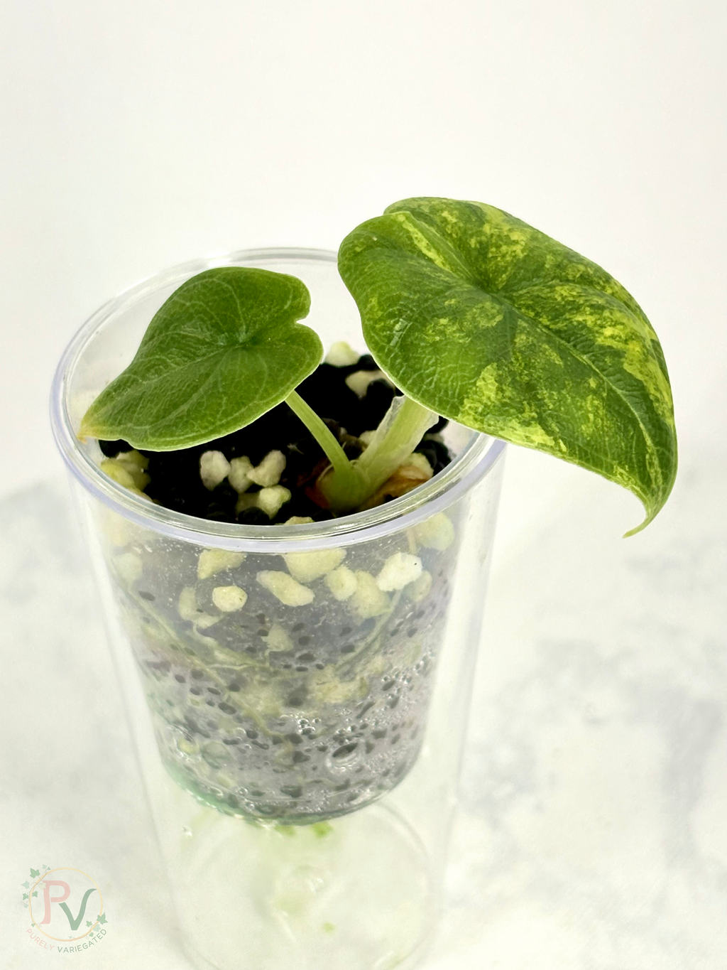 Melo Aurea Alocasia