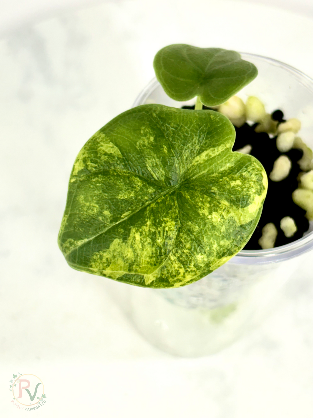 Melo Aurea Alocasia