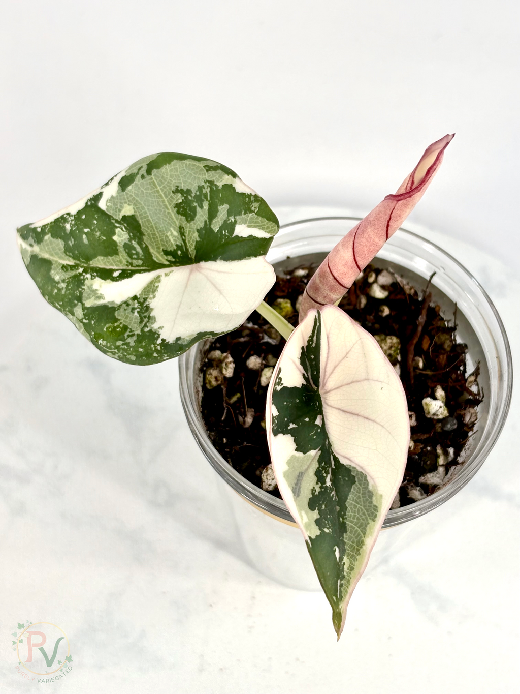 Nebula Pink Albo Alocasia