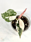 Nebula Pink Albo Alocasia