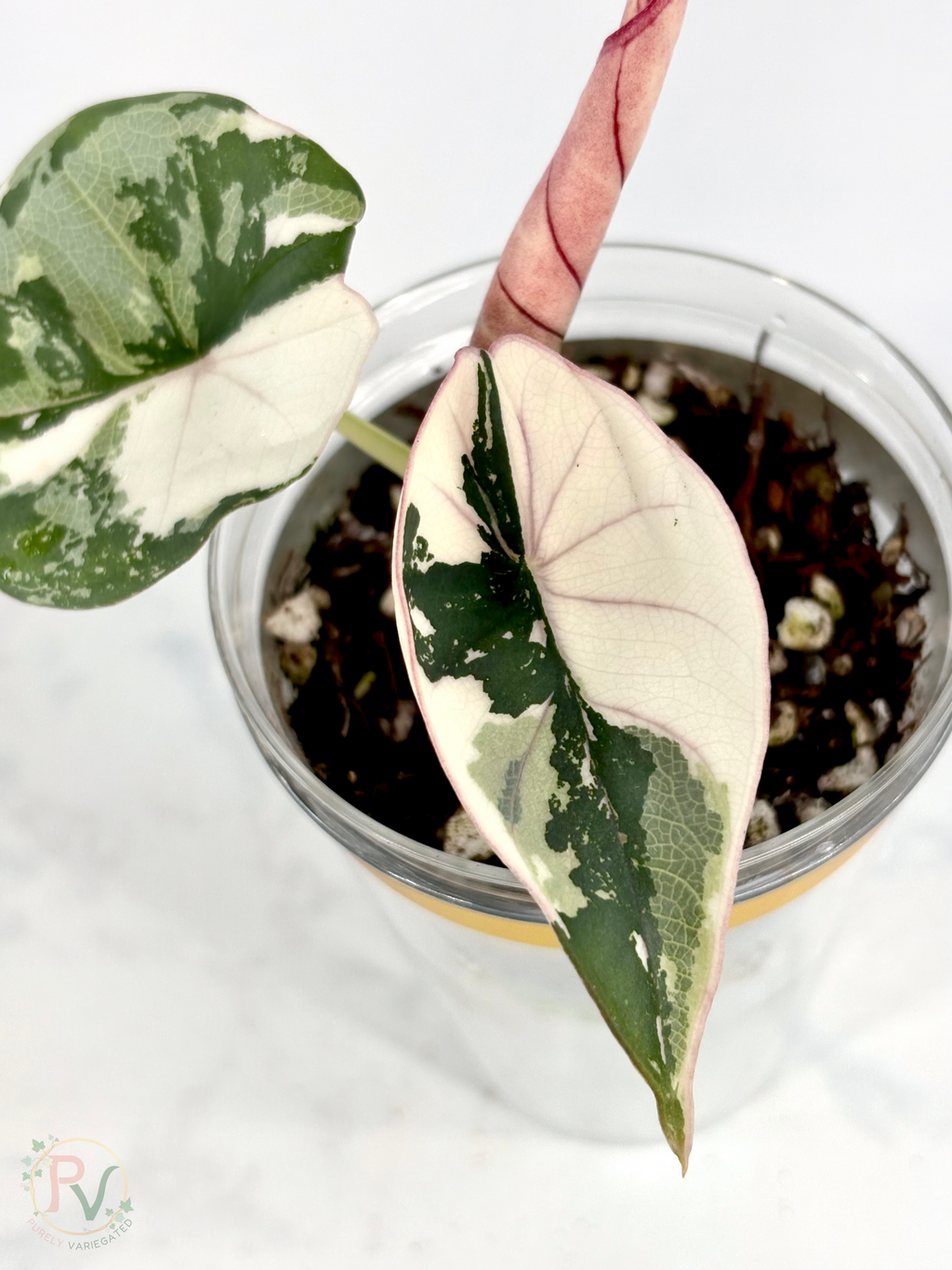 Nebula Pink Albo Alocasia