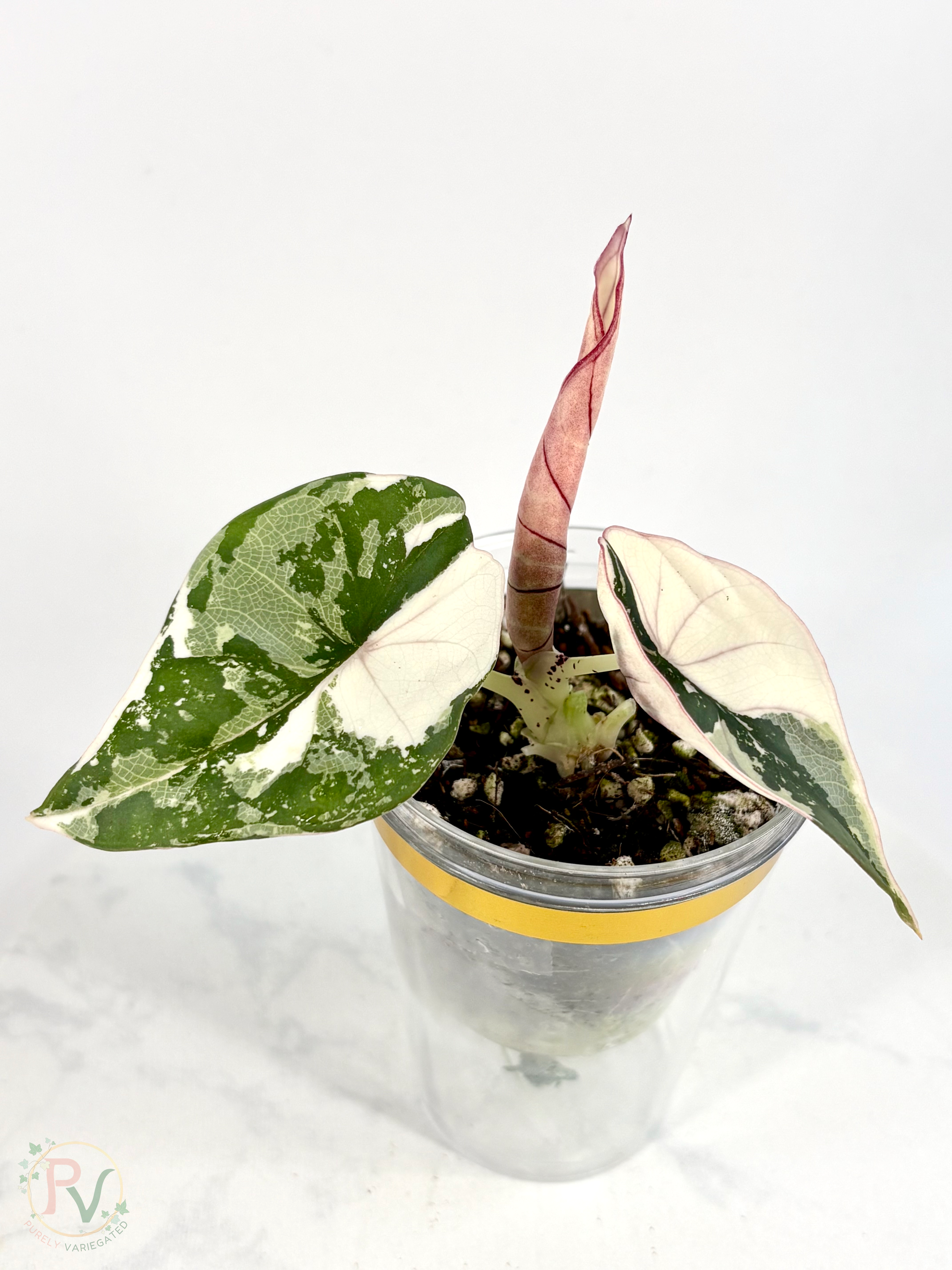 Nebula Pink Albo Alocasia