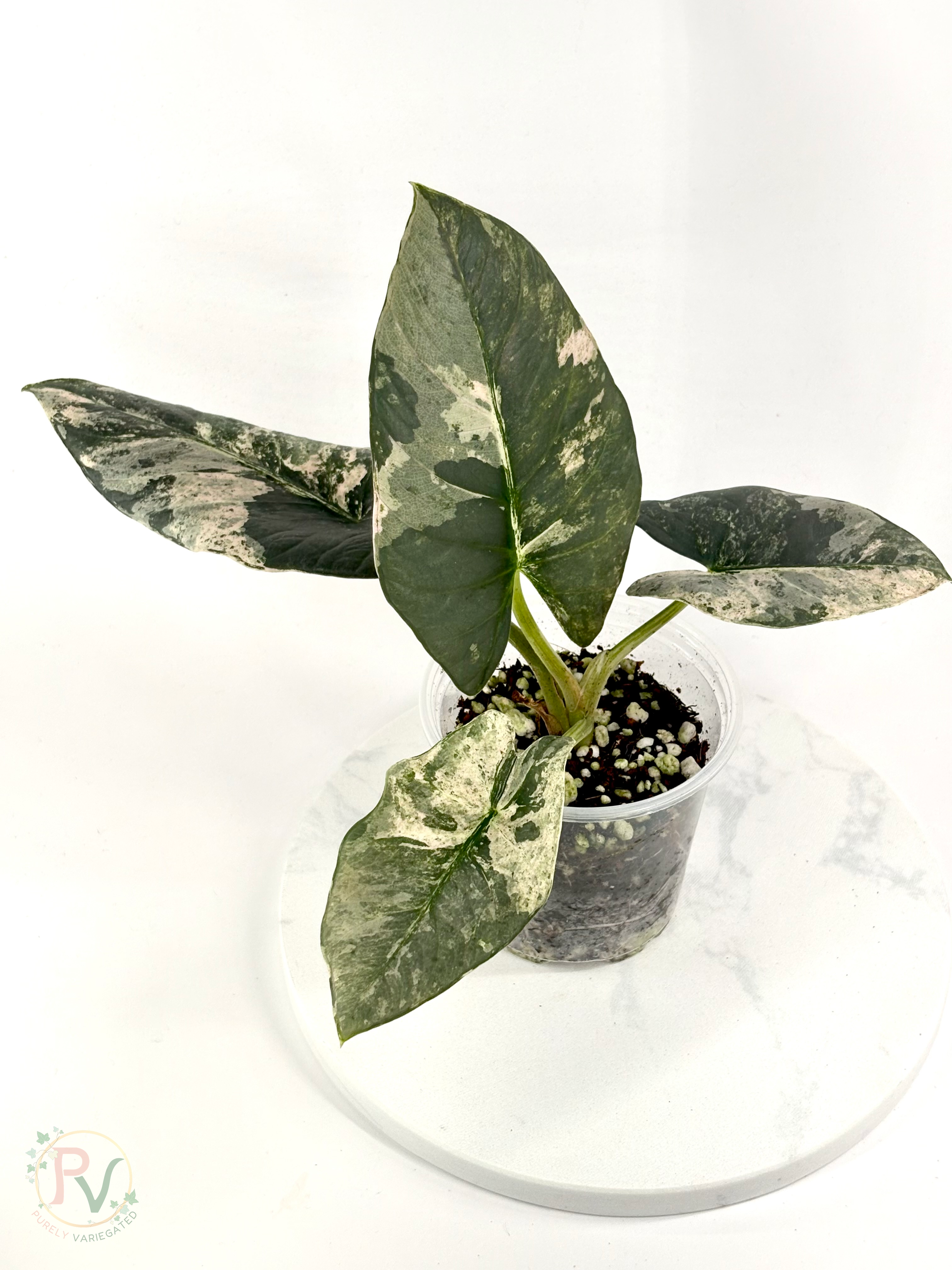 Pink Albo Reginae Alocasia - Mother Plant