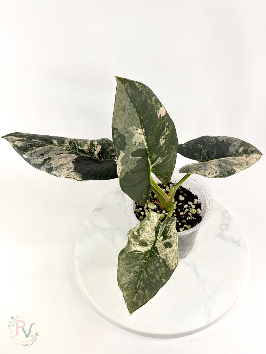 Pink Albo Reginae Alocasia - Mother Plant