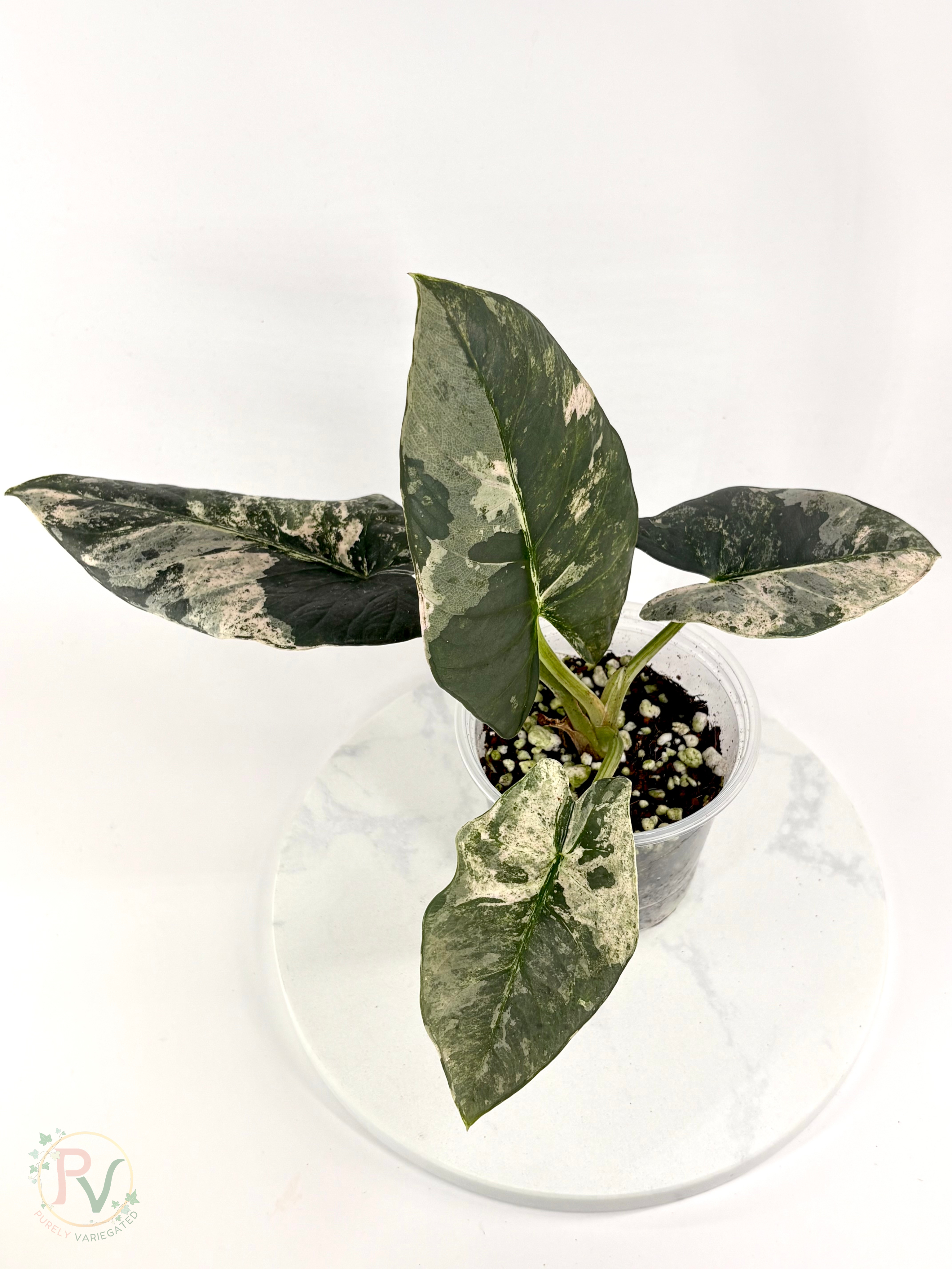 Pink Albo Reginae Alocasia - Mother Plant