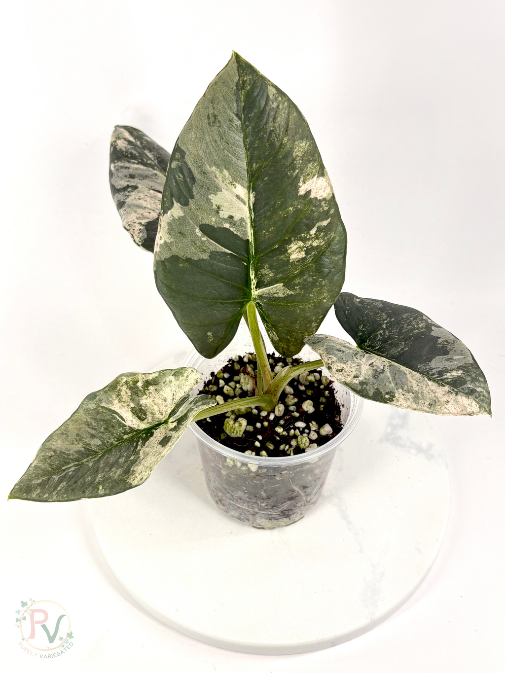 Pink Albo Reginae Alocasia - Mother Plant